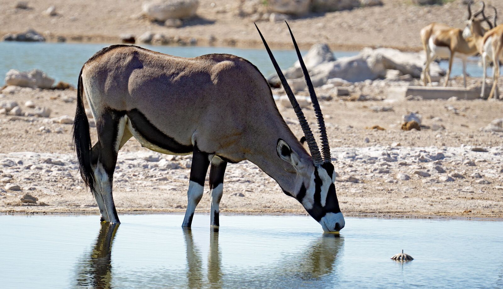 Sony a6000 sample photo. Oryx antilope, water, nature photography