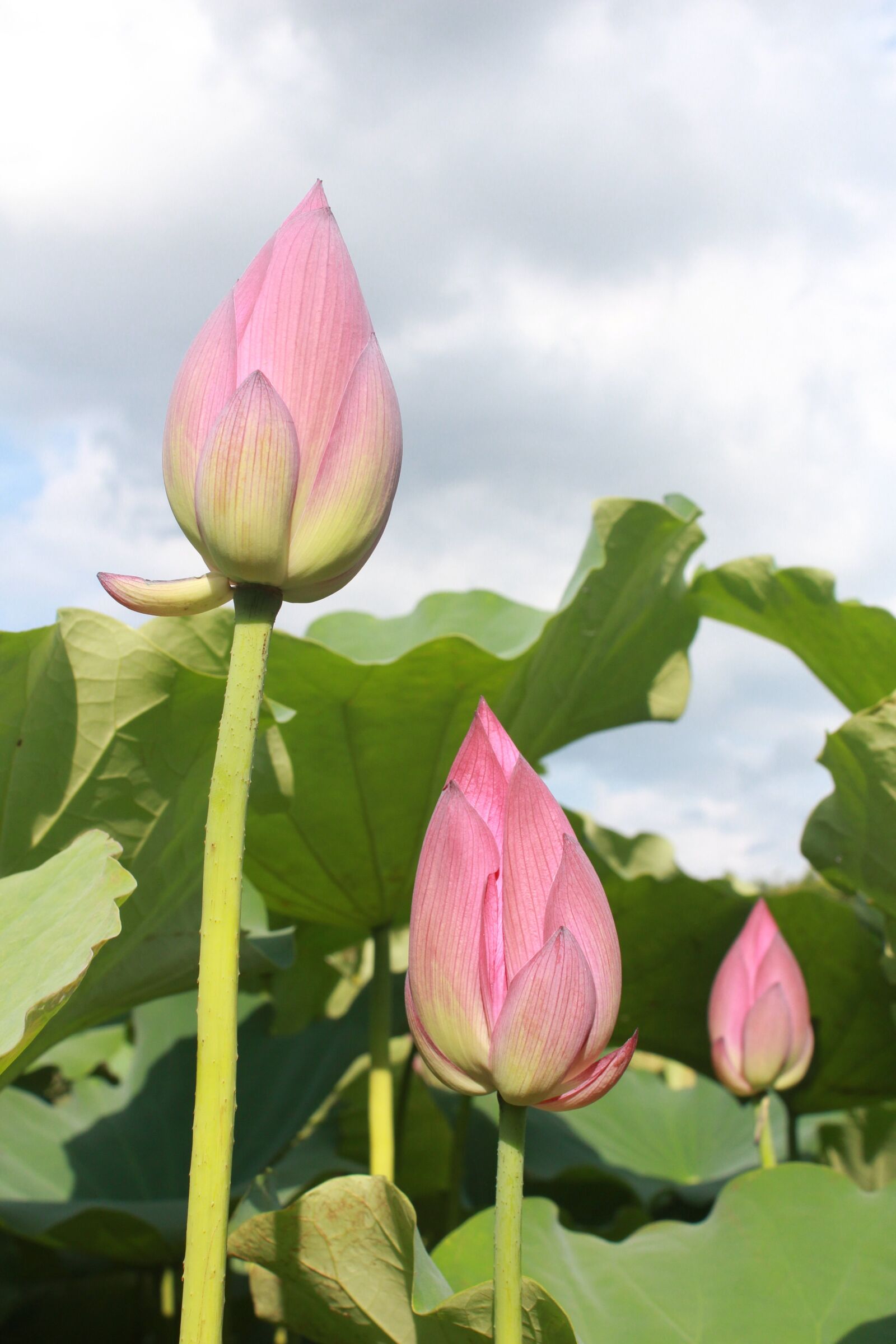 Canon EOS 650D (EOS Rebel T4i / EOS Kiss X6i) sample photo. Lotus, bud, green leaves photography