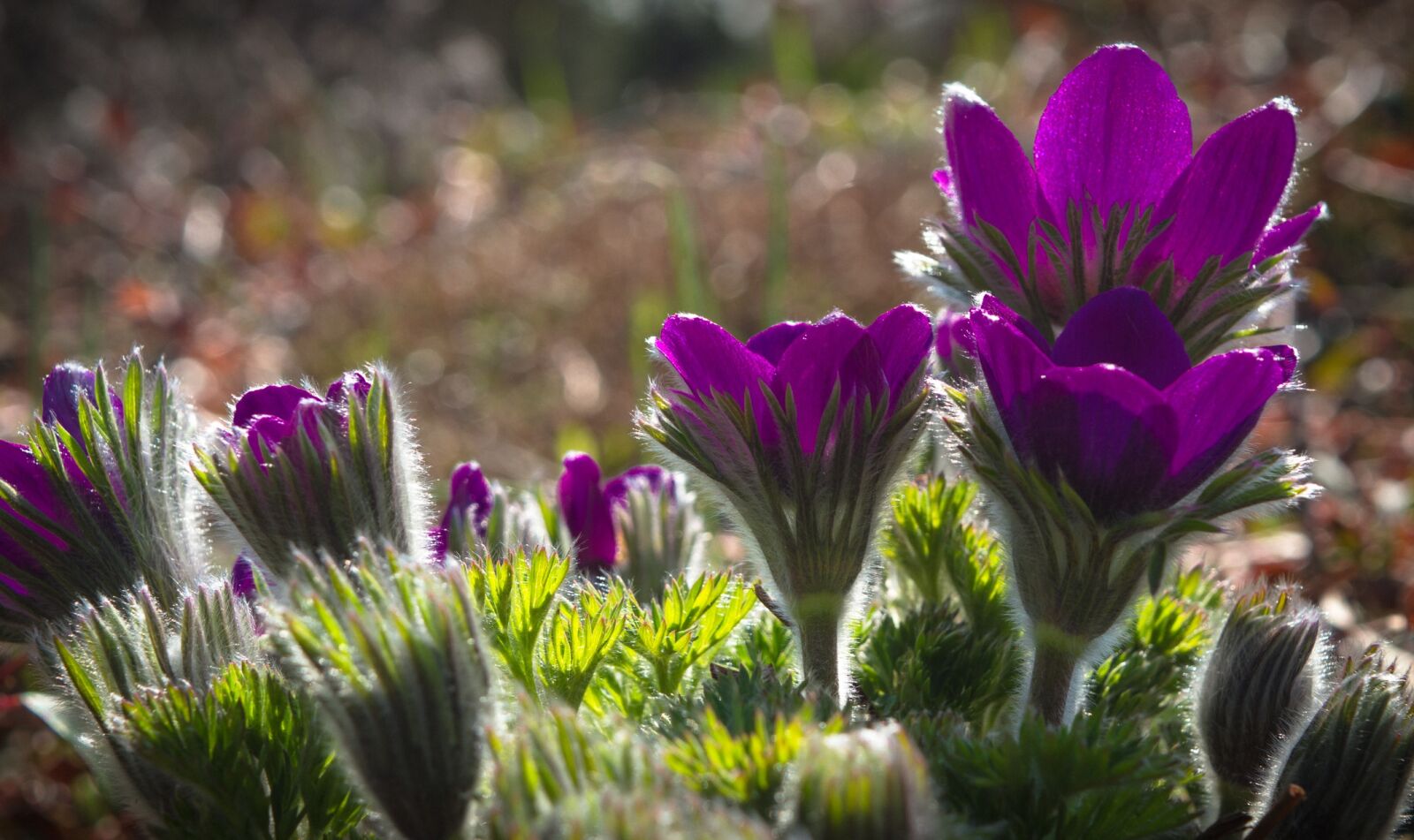 Nikon D3200 sample photo. Anemone, spring, floral photography