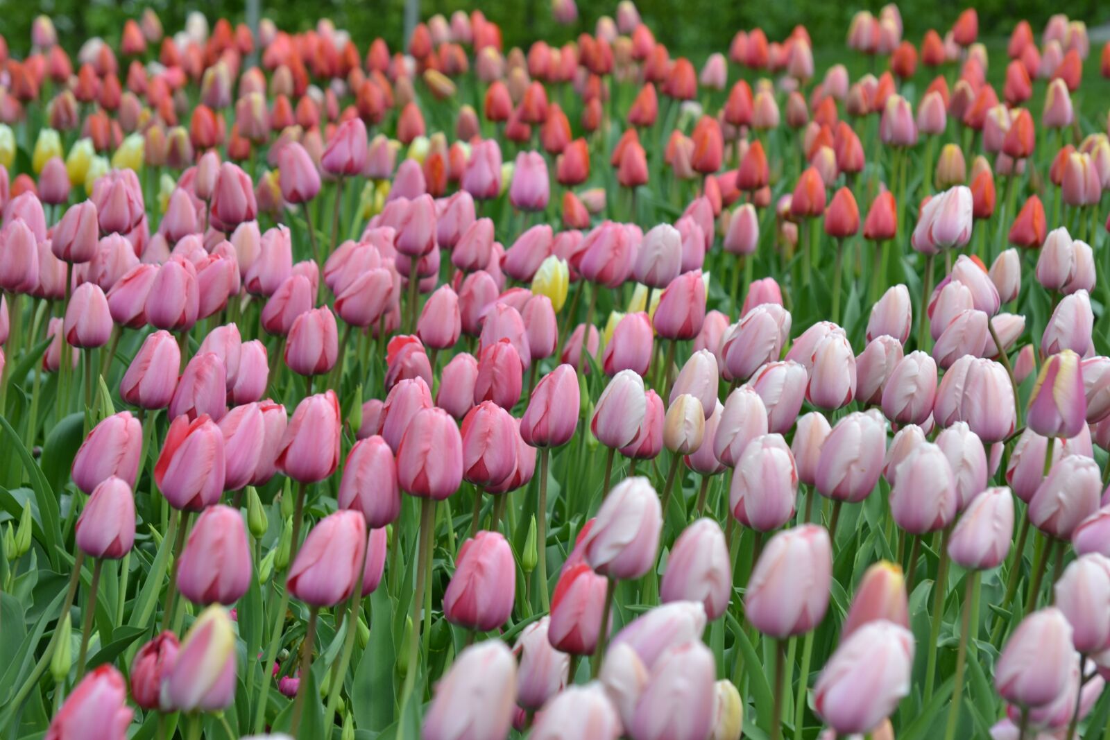 Nikon D3100 sample photo. Tulips, sea of flowers photography