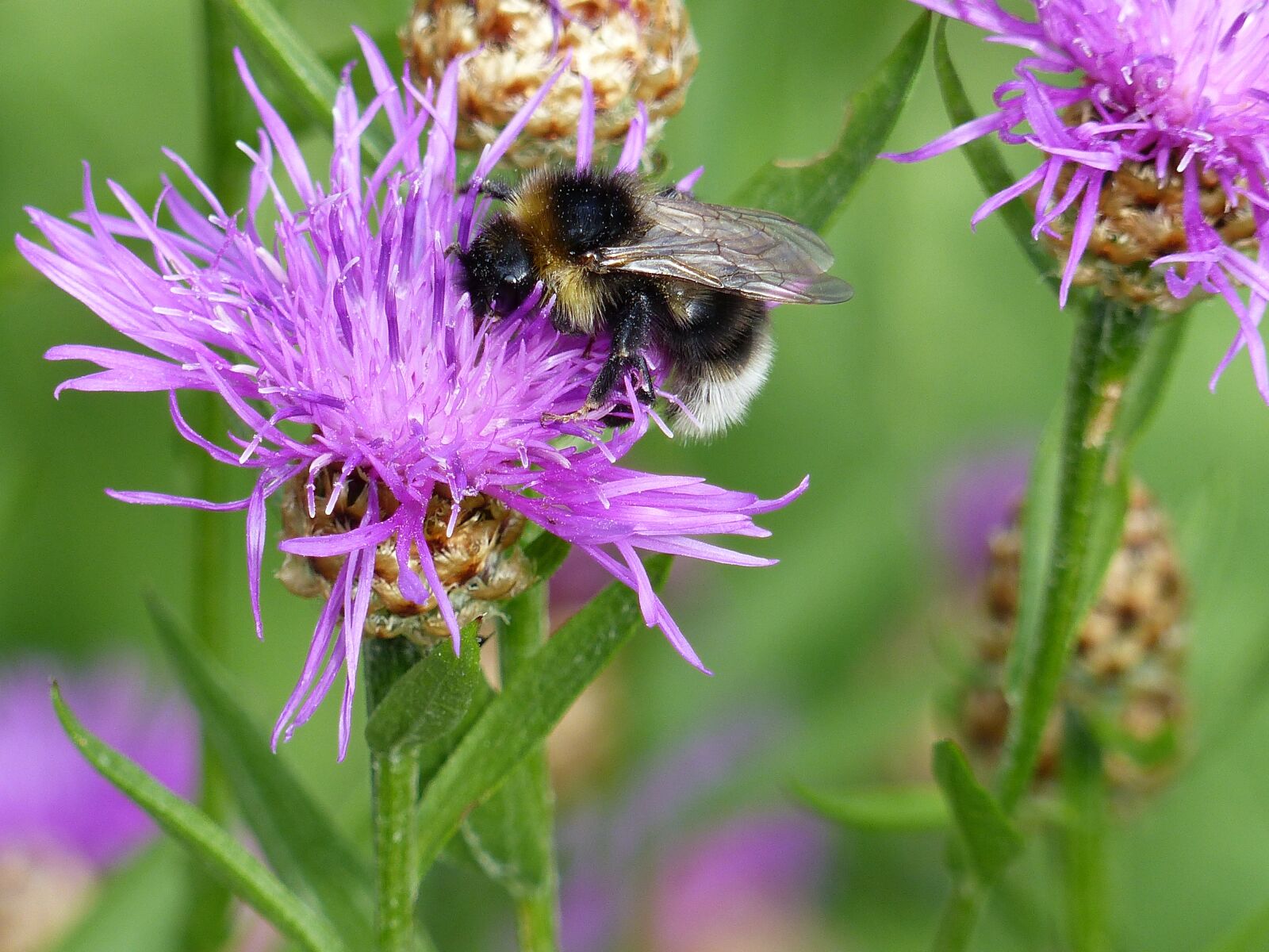 Panasonic Lumix DMC-FZ200 sample photo. Flowers, bumblebee, summer photography
