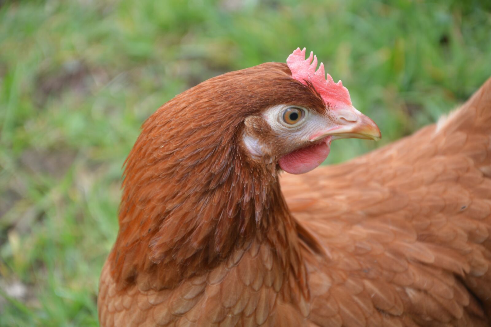 Nikon D5200 sample photo. Hen, red hen, laying photography