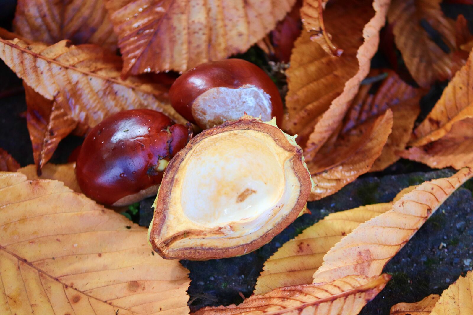 Canon EOS 200D (EOS Rebel SL2 / EOS Kiss X9) sample photo. Chestnut, chestnut tree, chestnut photography