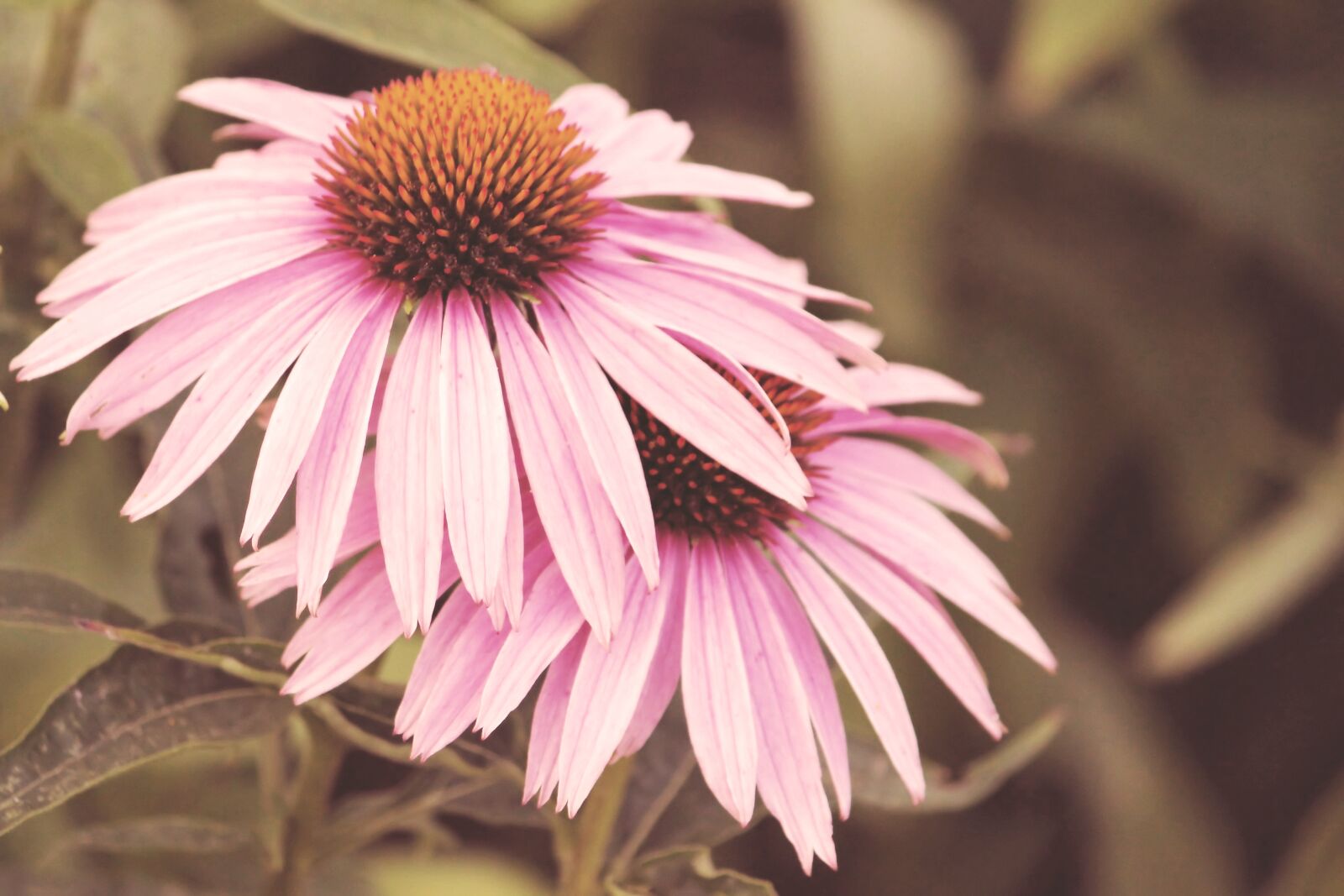 Canon EOS 600D (Rebel EOS T3i / EOS Kiss X5) sample photo. Vintage, blossom, bloom photography