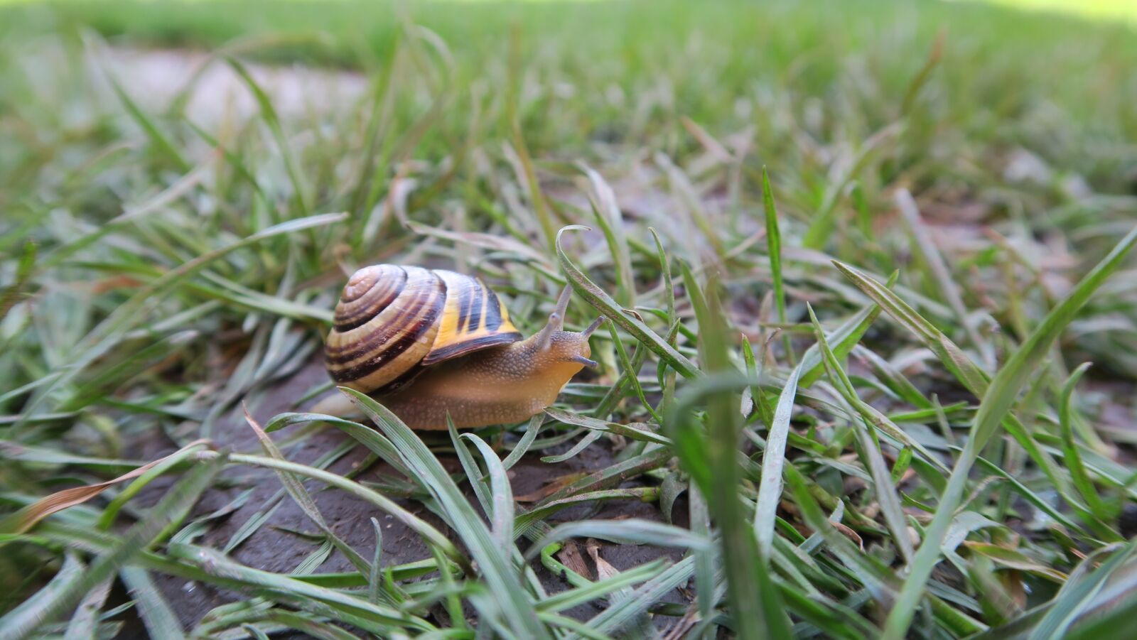 Canon PowerShot G5 X sample photo. Spring, worm, nature photography