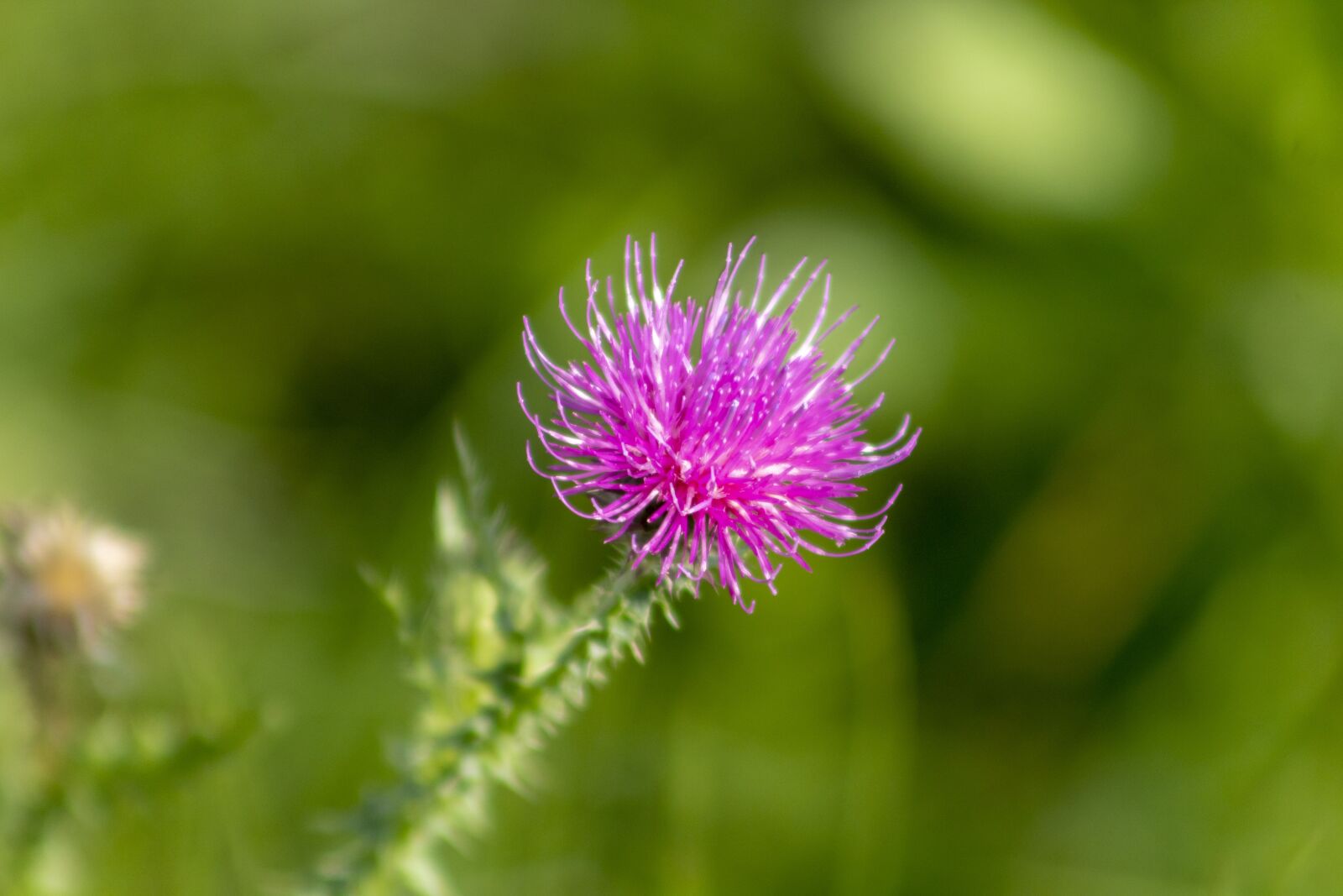 Canon EF75-300mm f/4-5.6 sample photo. Wildflower, meadow flower, flower photography