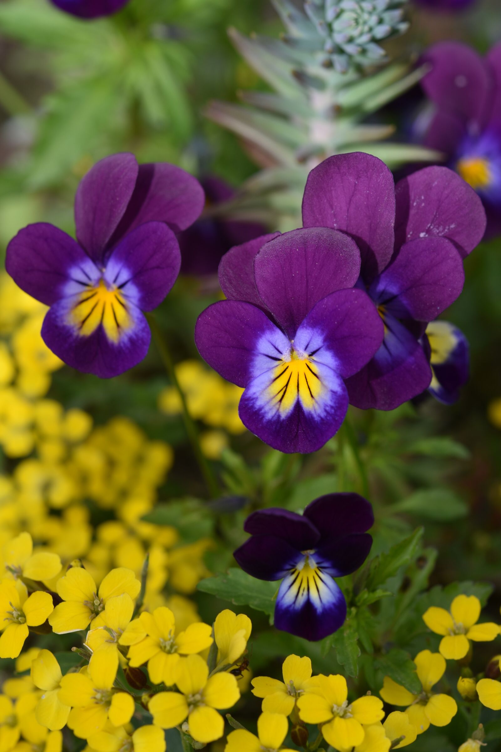 Nikon D5600 sample photo. Flower, flowers, violets photography