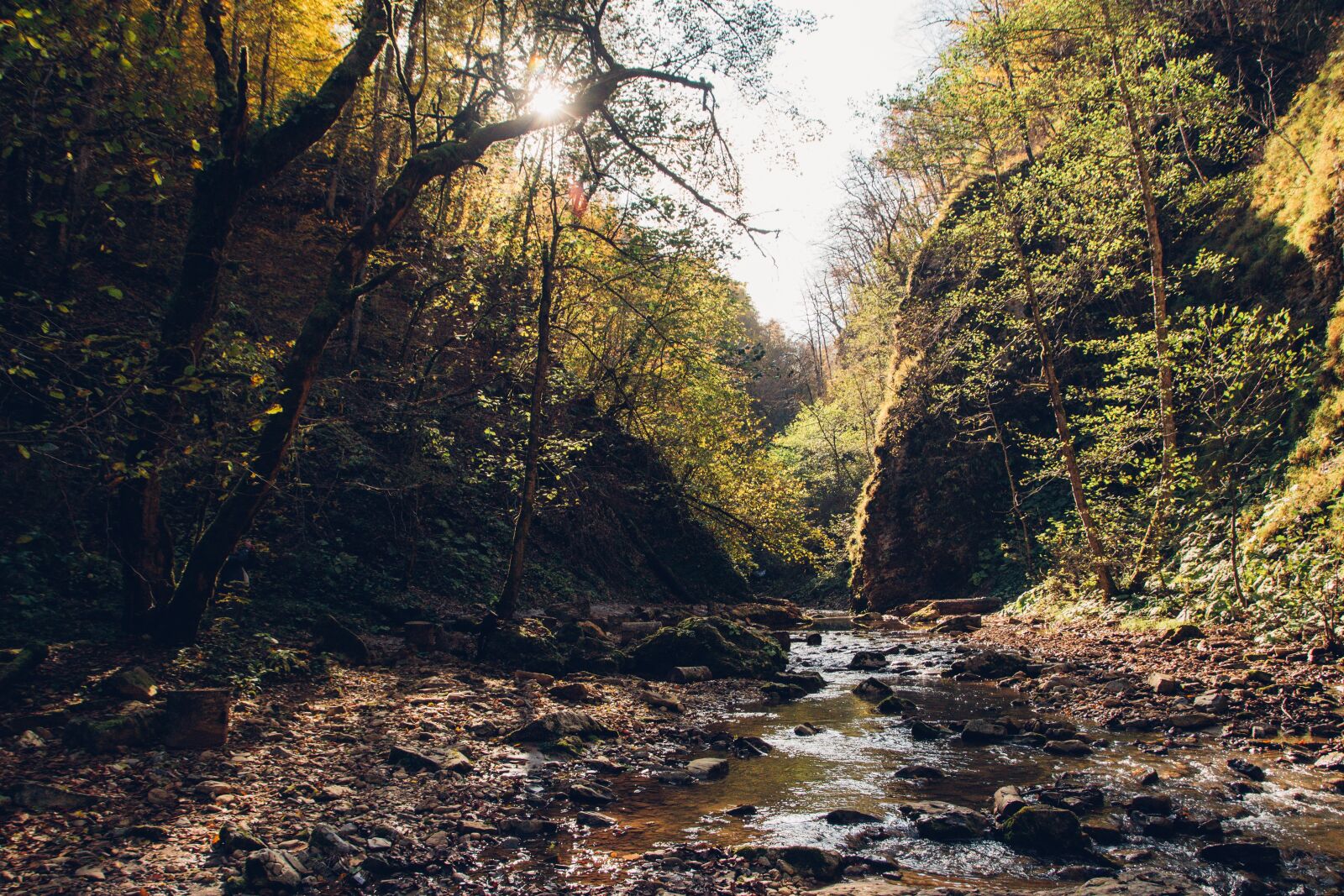 Nikon D800 sample photo. Forest, autumn, creek photography