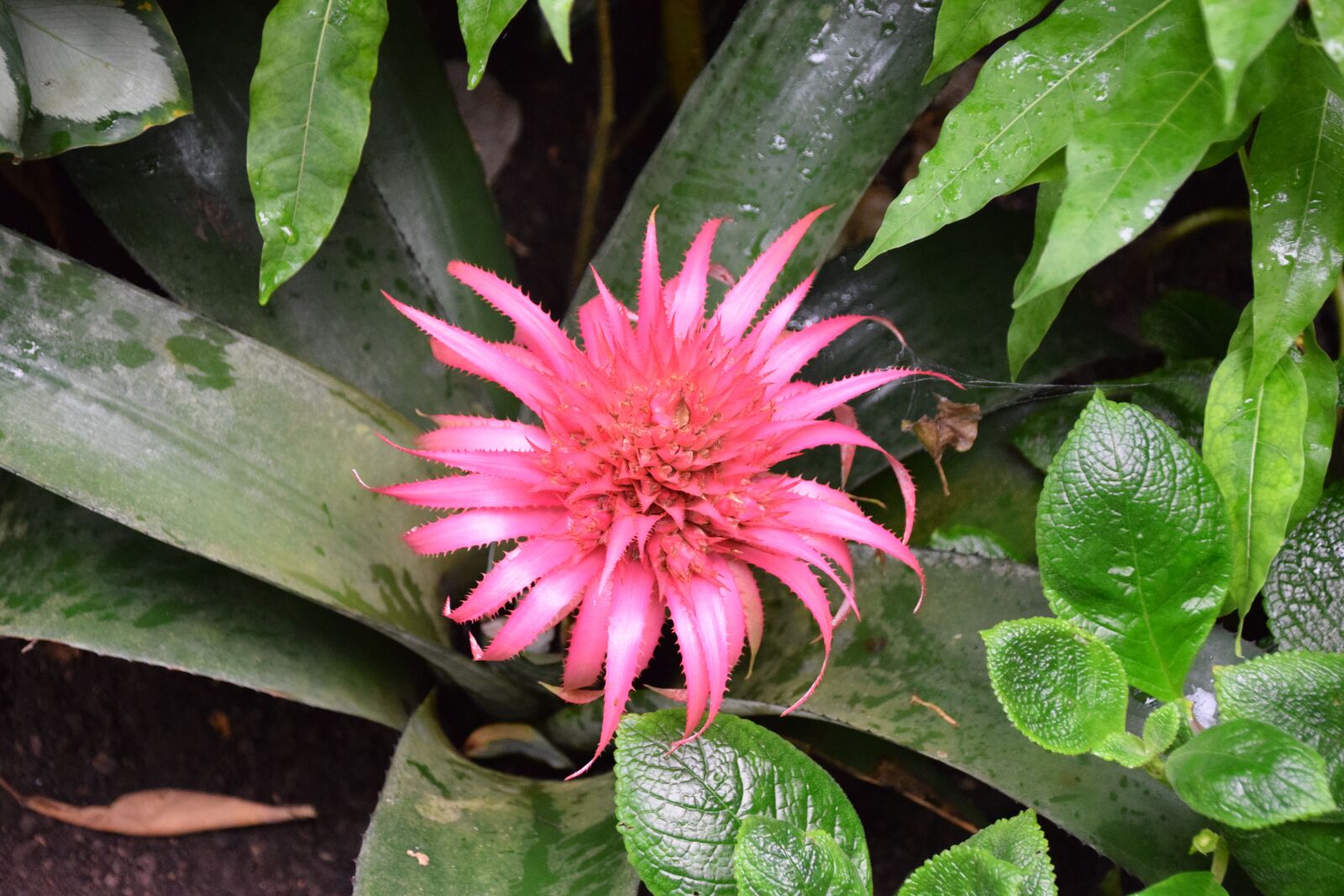 Nikon D5300 sample photo. Flowers, gardens, pink flowers photography
