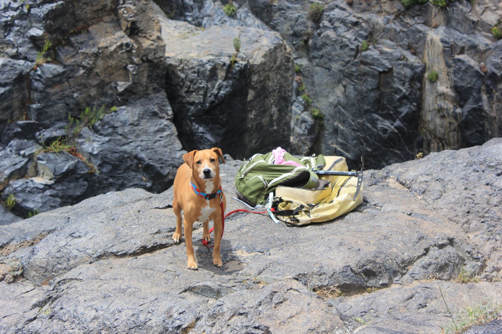 Canon EOS 600D (Rebel EOS T3i / EOS Kiss X5) sample photo. Dog, hiking, rocks photography