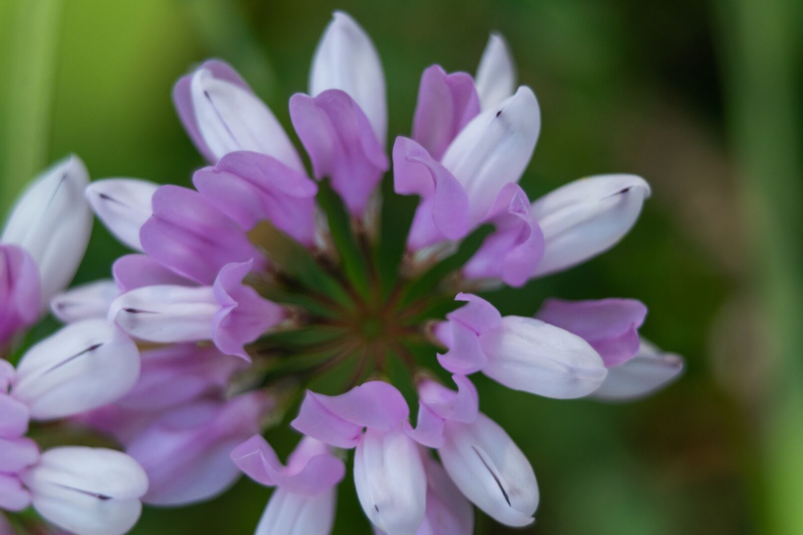 Nikon D3300 sample photo. Flower, garden, nature photography