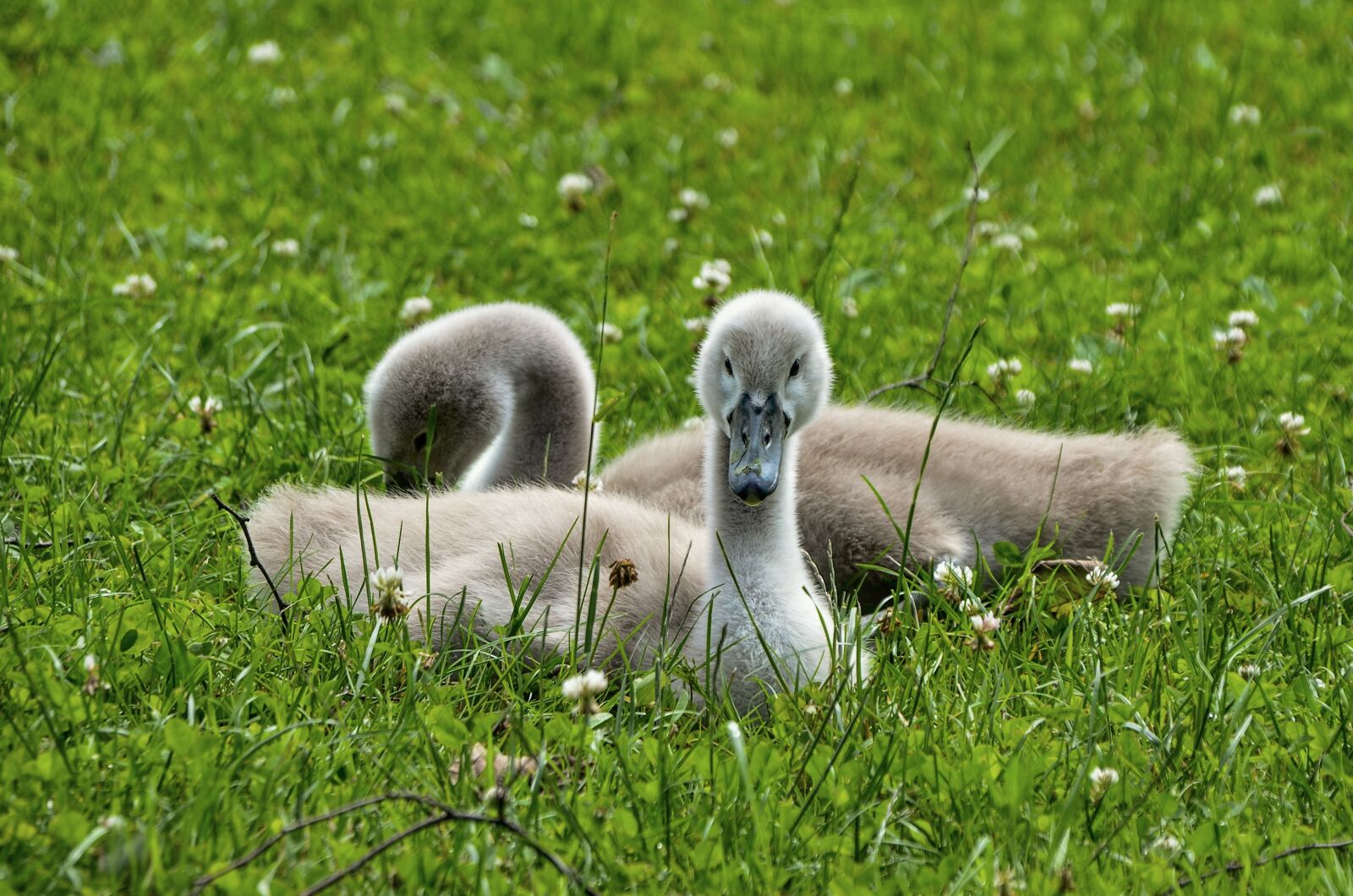 Nikon D7000 sample photo. Swans, chicken, cute photography