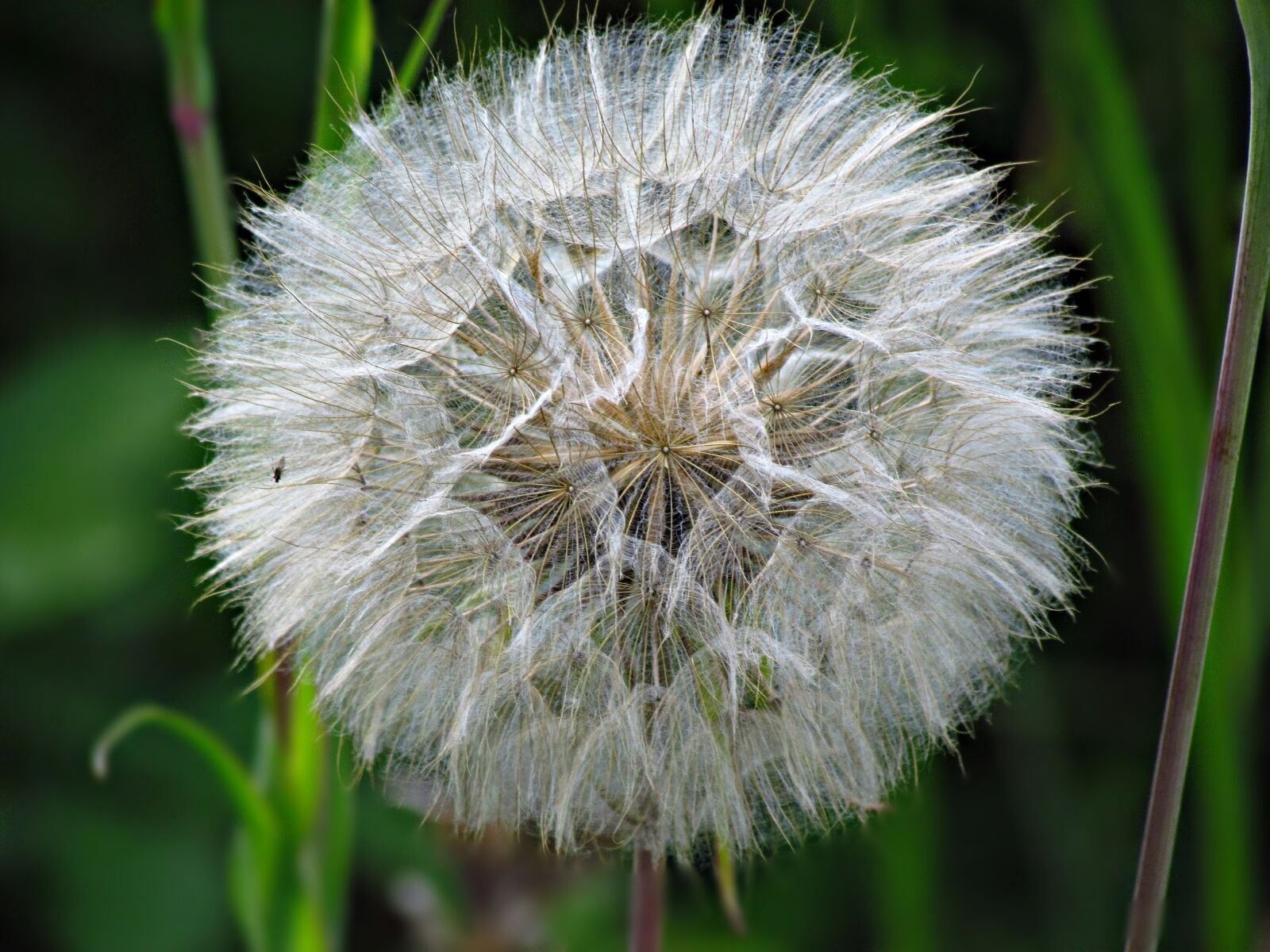 Canon PowerShot SX30 IS sample photo. Dandelion, nuns, sonchus oleraceus photography