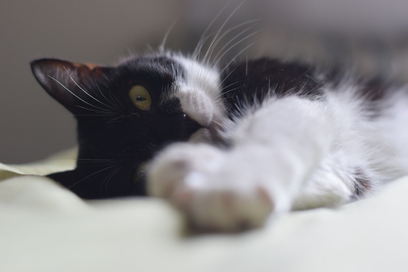 Yongnuo YN50mm F1.8N sample photo