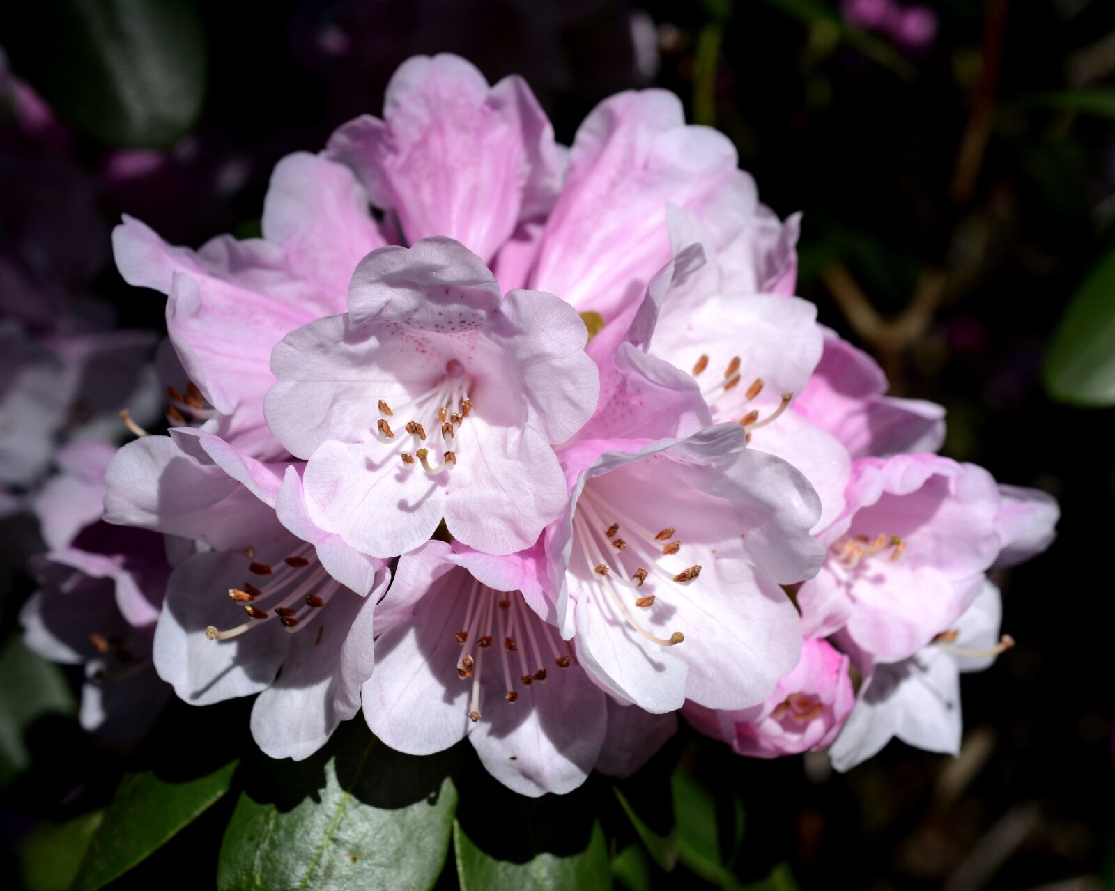 Nikon D7100 sample photo. Rhododendron, spring, flowers photography