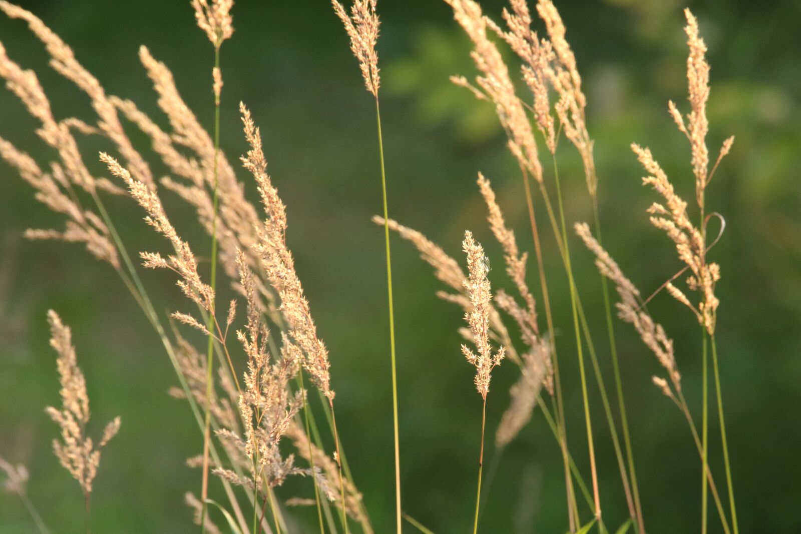 Canon EOS 7D Mark II sample photo. Reeds, sunset, gold photography