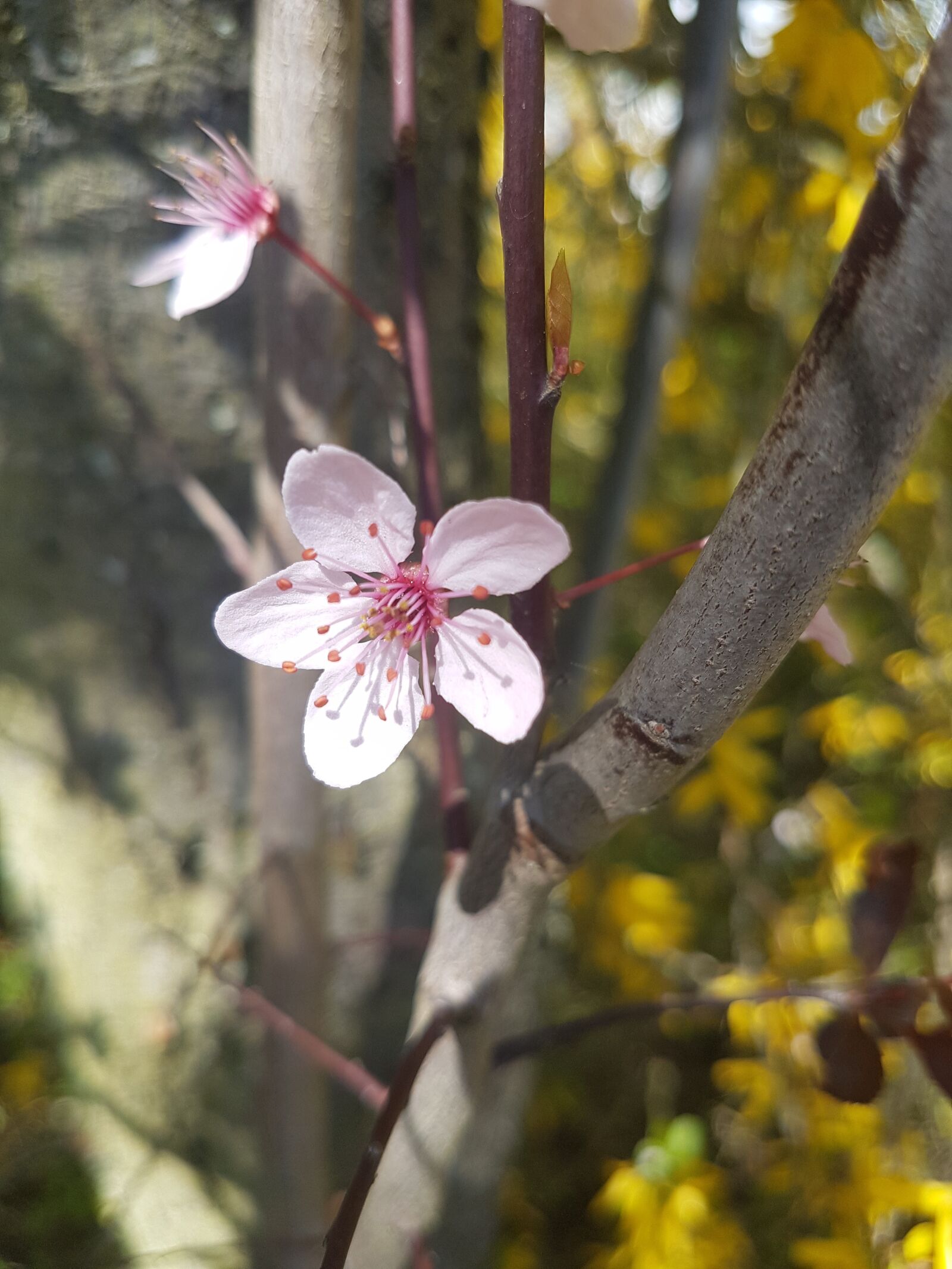 Samsung Galaxy S7 sample photo. Nature, flower, plant photography