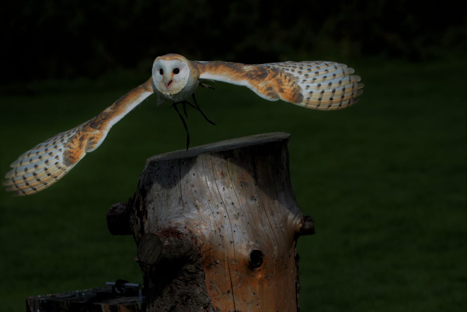 Canon EOS 7D Mark II sample photo. Barn owl, owl, barn photography