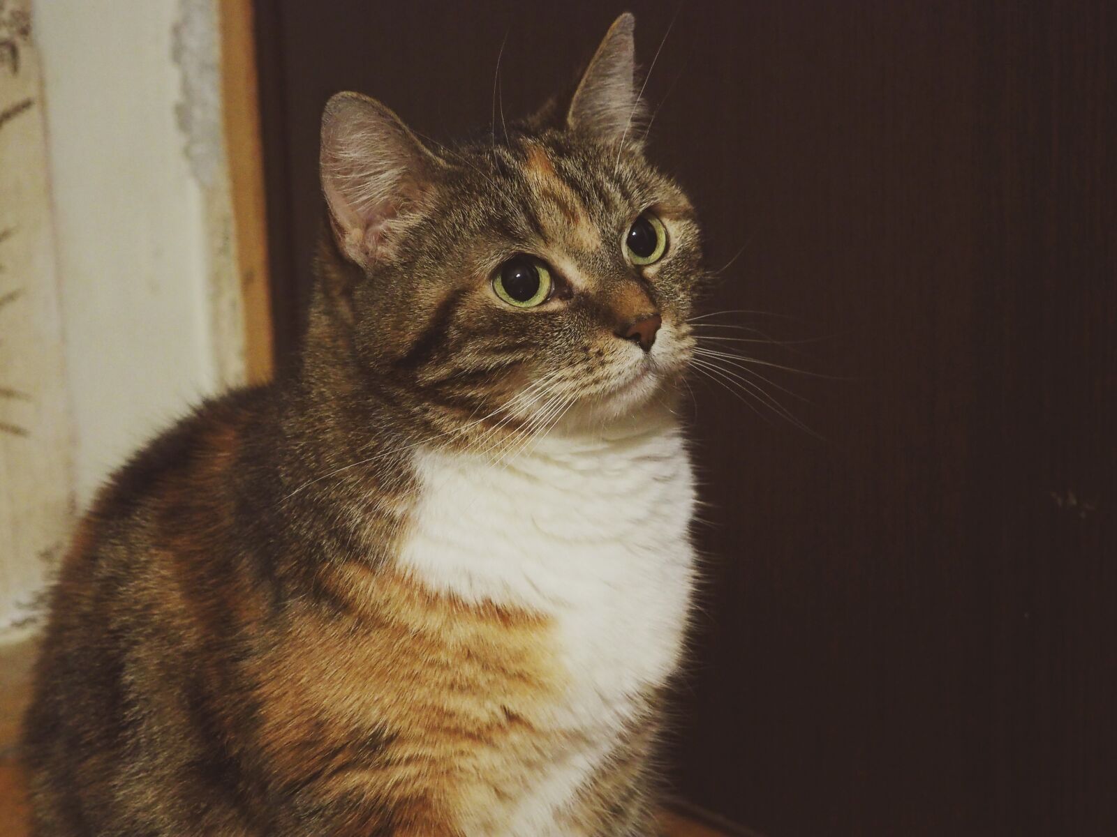 Olympus OM-D E-M10 II sample photo. Cat, animal, pet photography