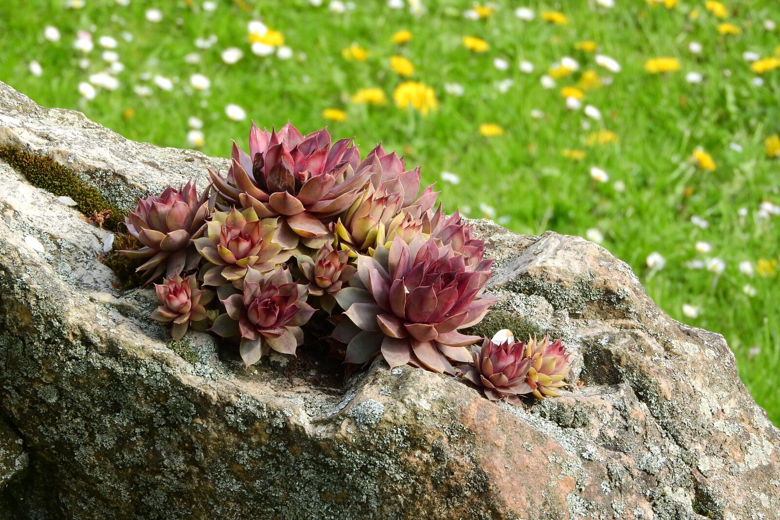Nikon Coolpix P610 sample photo. Netřesk, sempervivum, tlusticovité photography