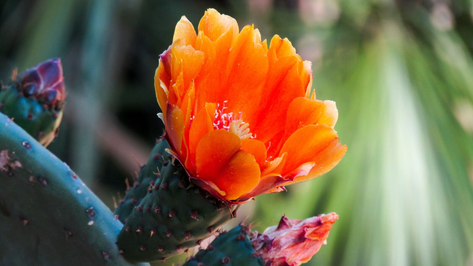 Canon PowerShot SX410 IS sample photo. Cactus flower, flower, cactus photography