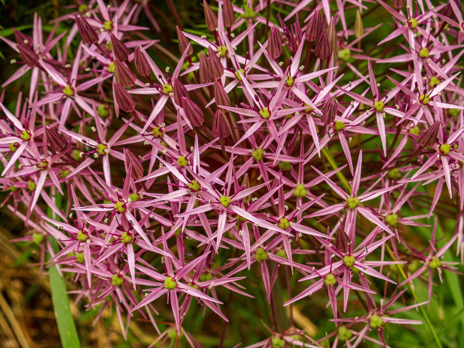 Olympus E-500 (EVOLT E-500) sample photo. Flower, garlic, rays photography