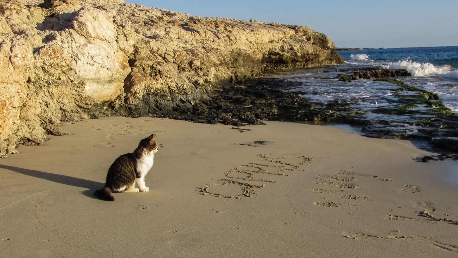 Canon PowerShot SX400 IS sample photo. Beach, cove, cat photography