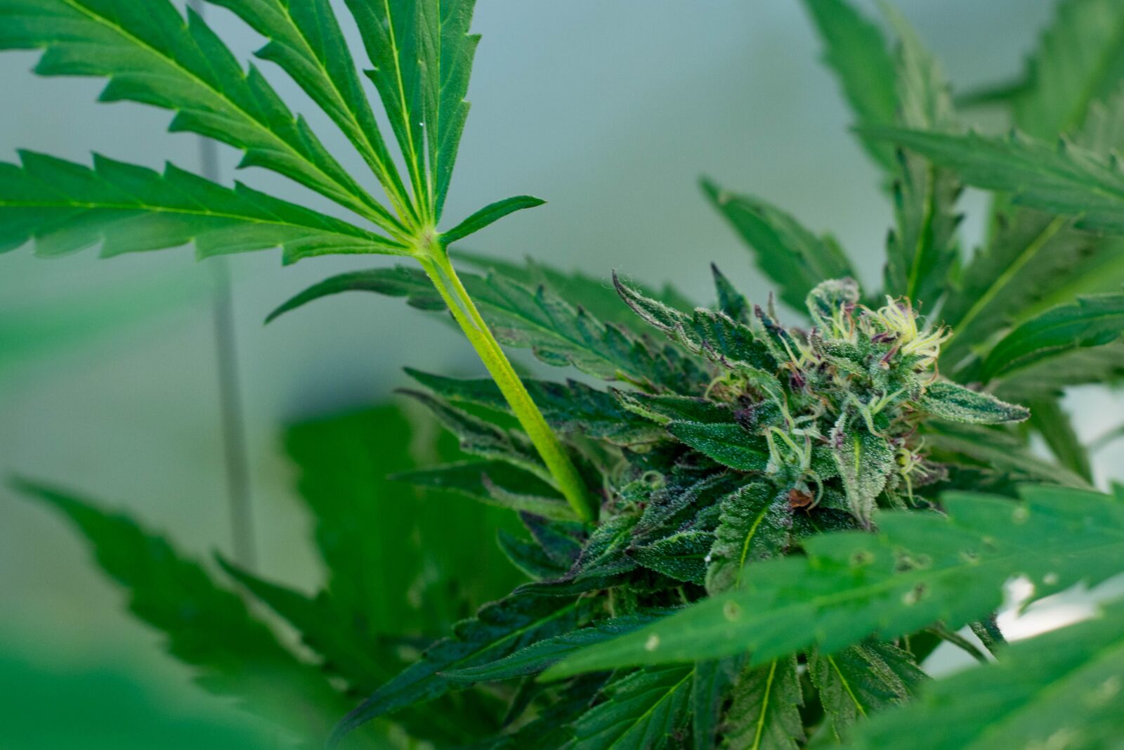 Nikon D3400 sample photo. Marijuana, plant, cannabis photography
