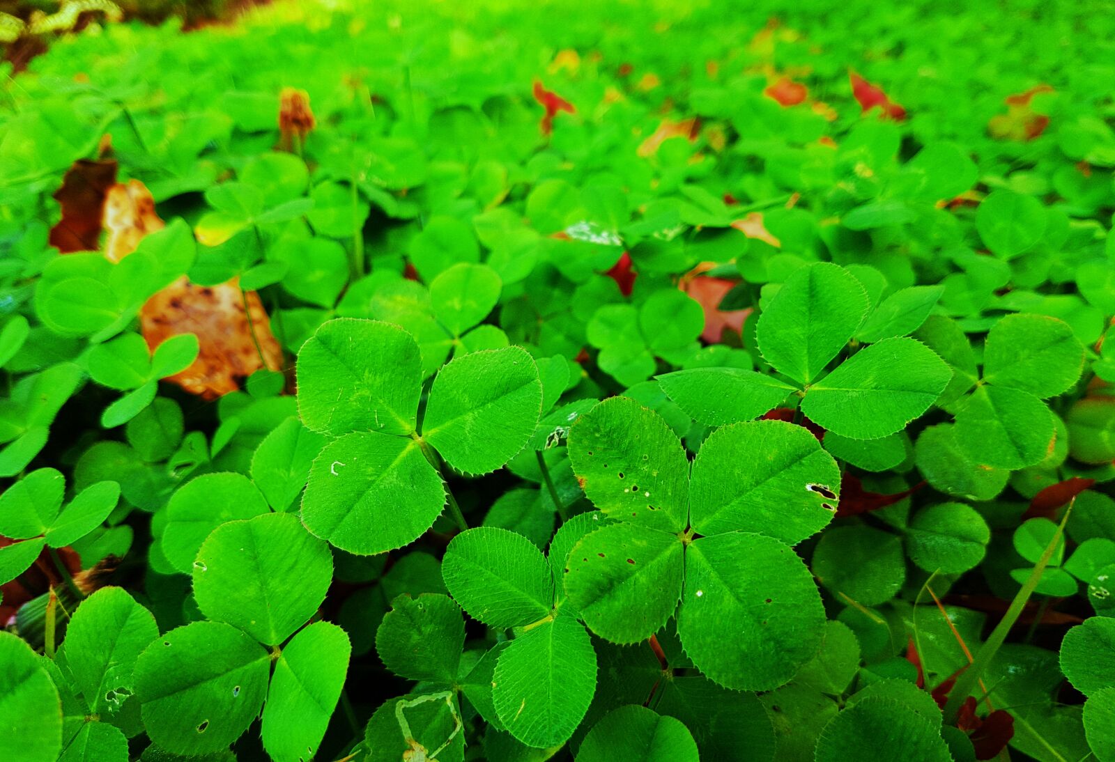 Samsung Galaxy S7 Edge sample photo. Pool, shamrock, four member photography