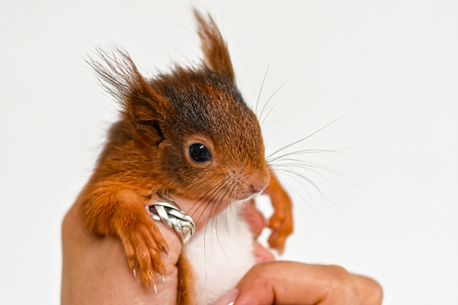 Nikon D7200 sample photo. Squirrel, young animal, small photography