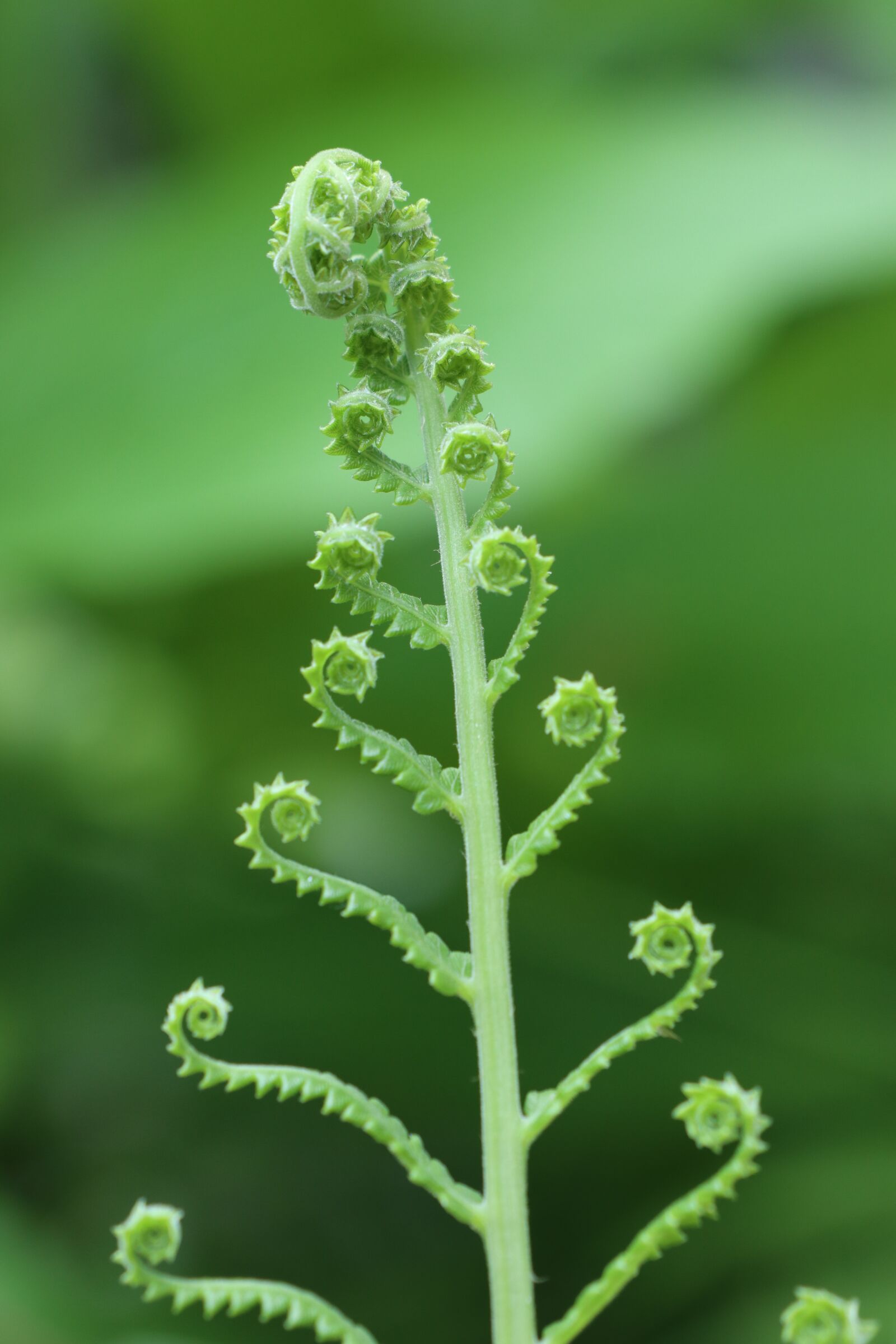 Canon EOS M6 sample photo. Fern, lines, curve photography