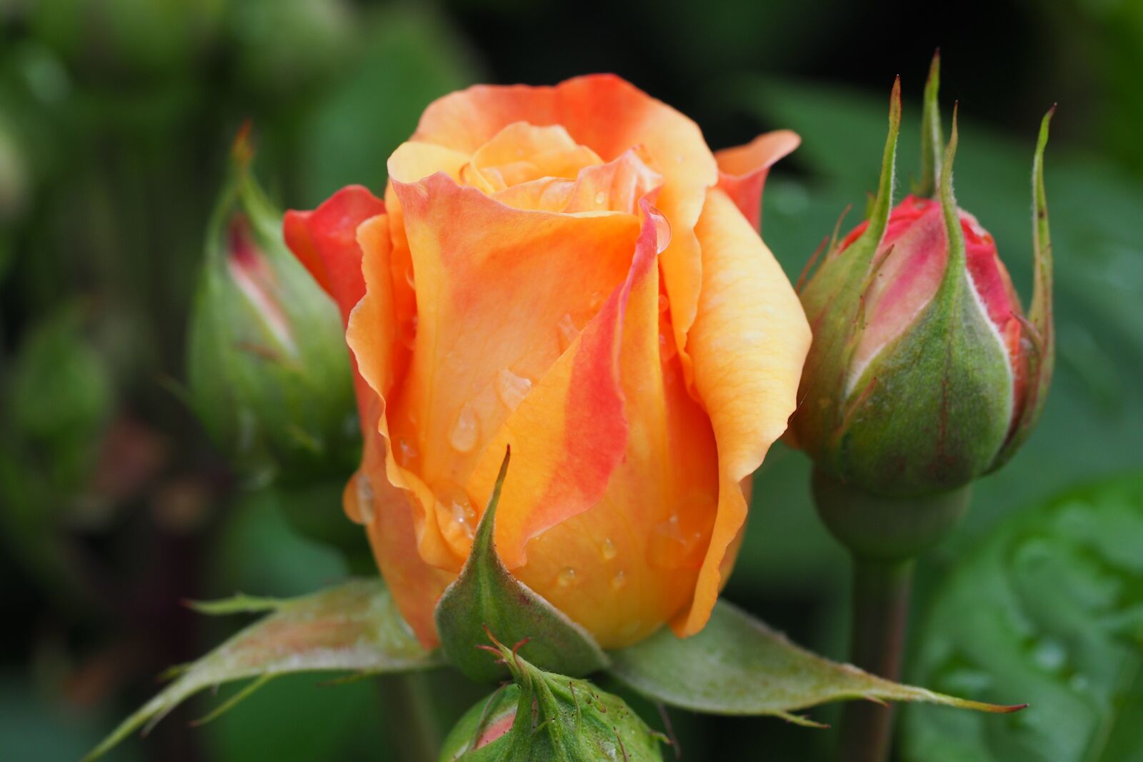 Olympus M.Zuiko Digital ED 60mm F2.8 Macro sample photo. Rose, bud, rosebud photography