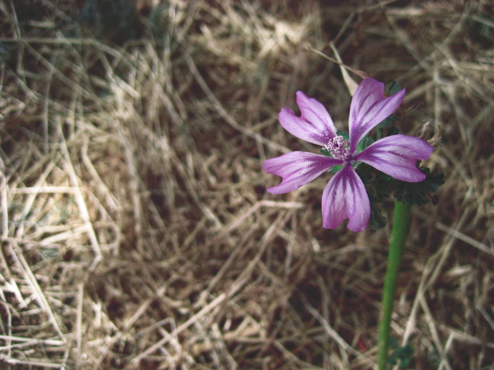 Canon DIGITAL IXUS 60 sample photo. Alone, dry, flower, hay photography