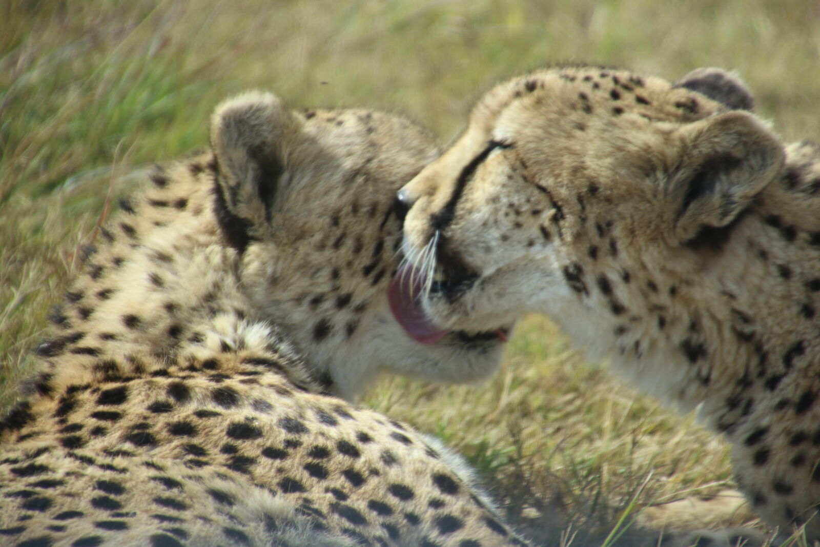 Canon EOS 7D Mark II sample photo. Cats, cheetahs, couple, cute photography