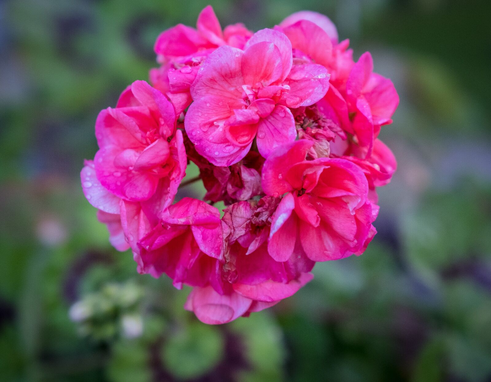 Fujifilm X-T2 sample photo. Spring, bloom, flower photography
