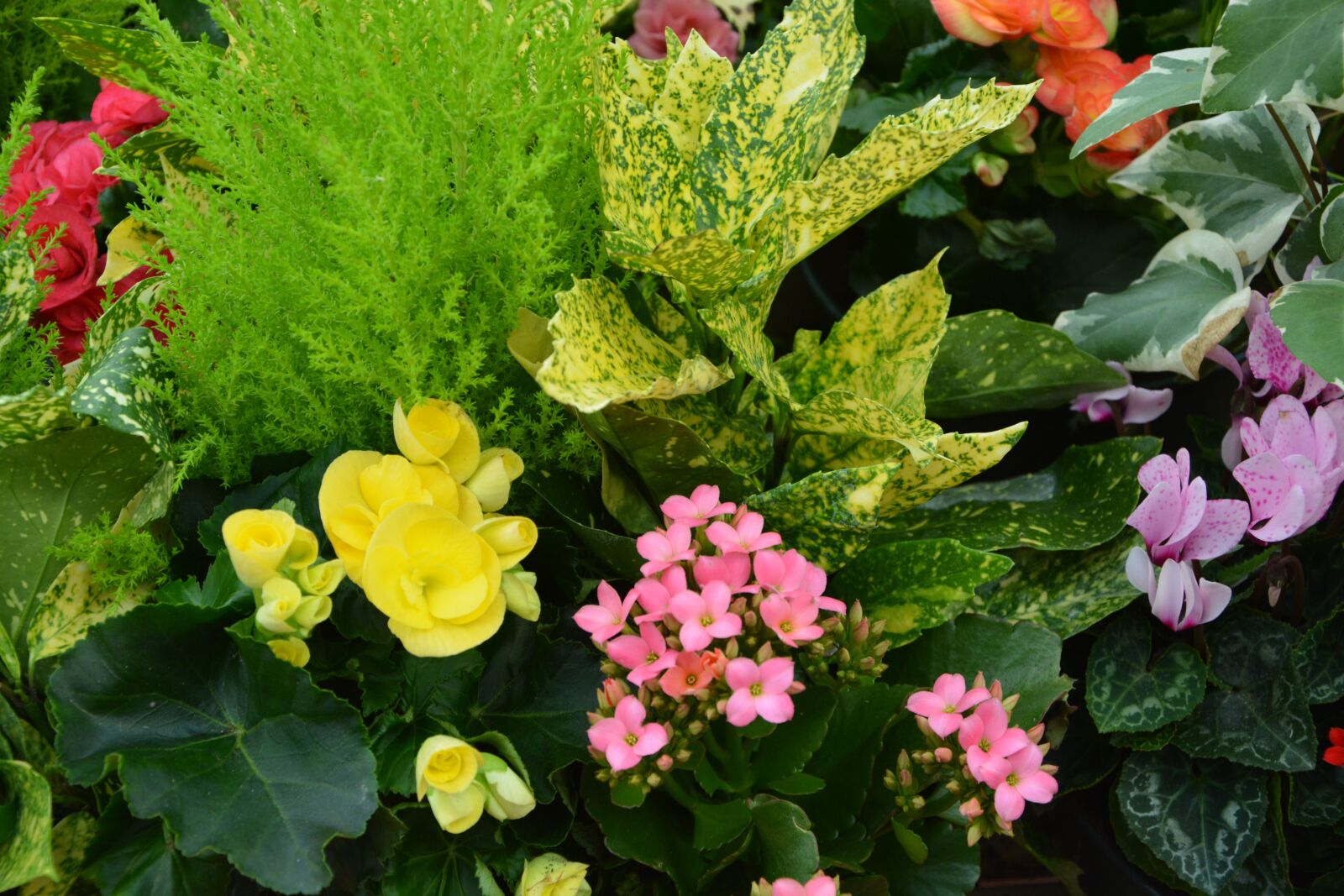 Nikon D5200 sample photo. Flower, plant, floral composition photography