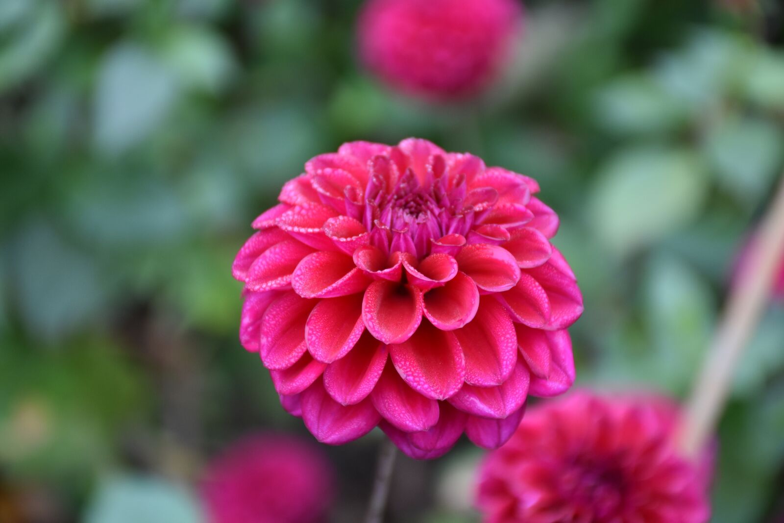 Nikon D7200 sample photo. Flower, red, dew photography