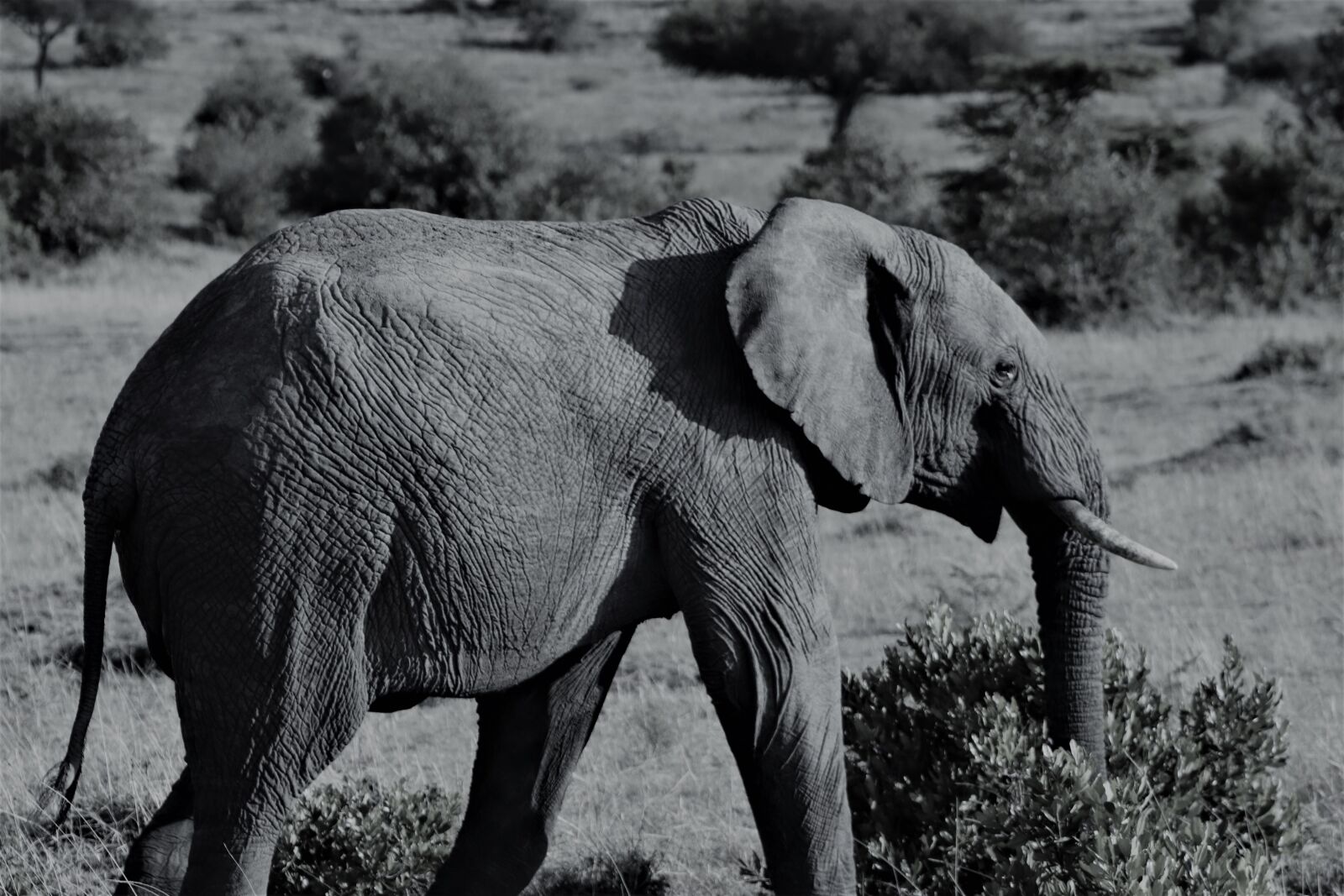 Canon EOS 77D (EOS 9000D / EOS 770D) sample photo. Elephant, safari, africa photography