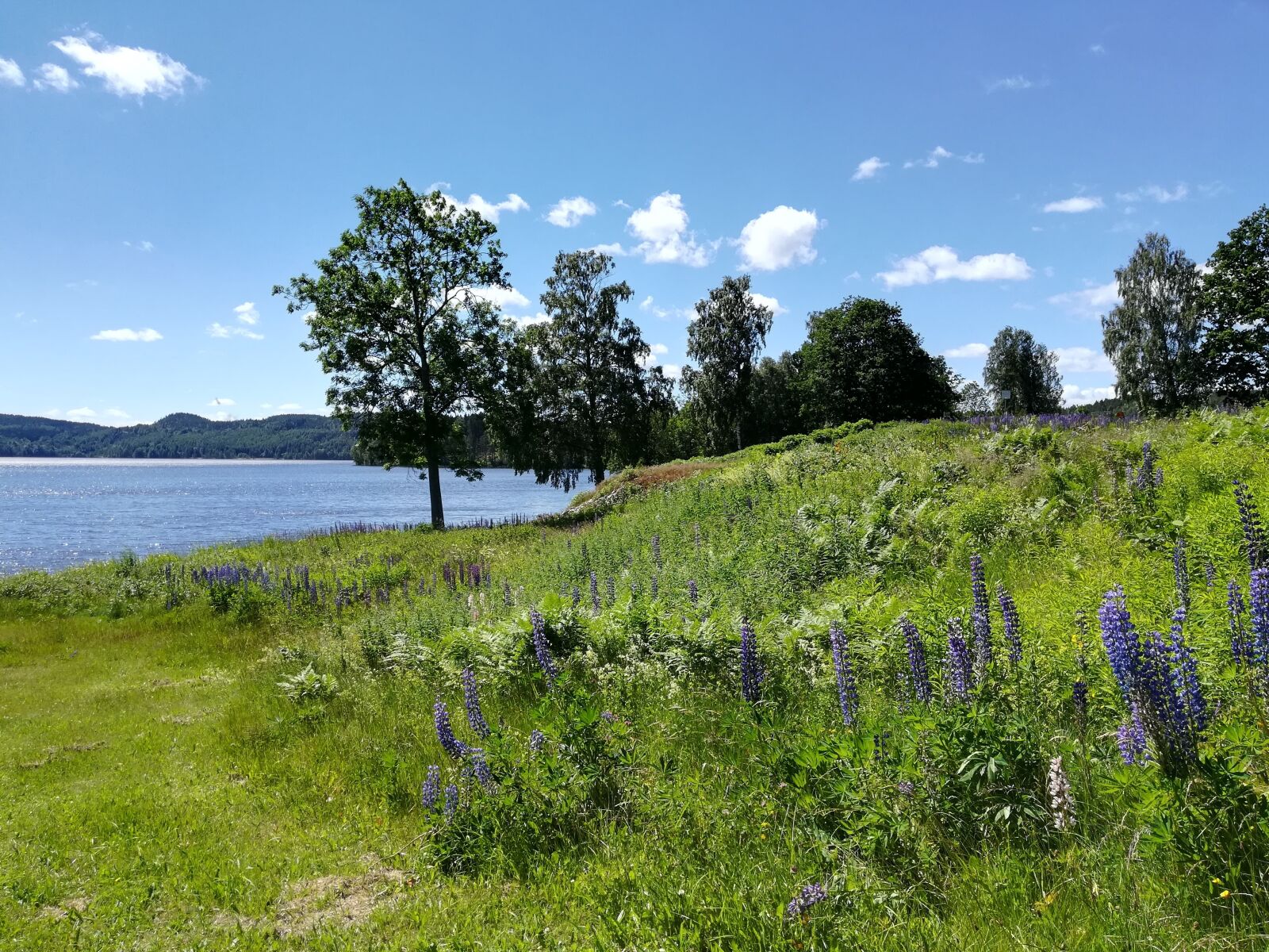 HUAWEI P10 lite sample photo. Lake, lupins, bed photography