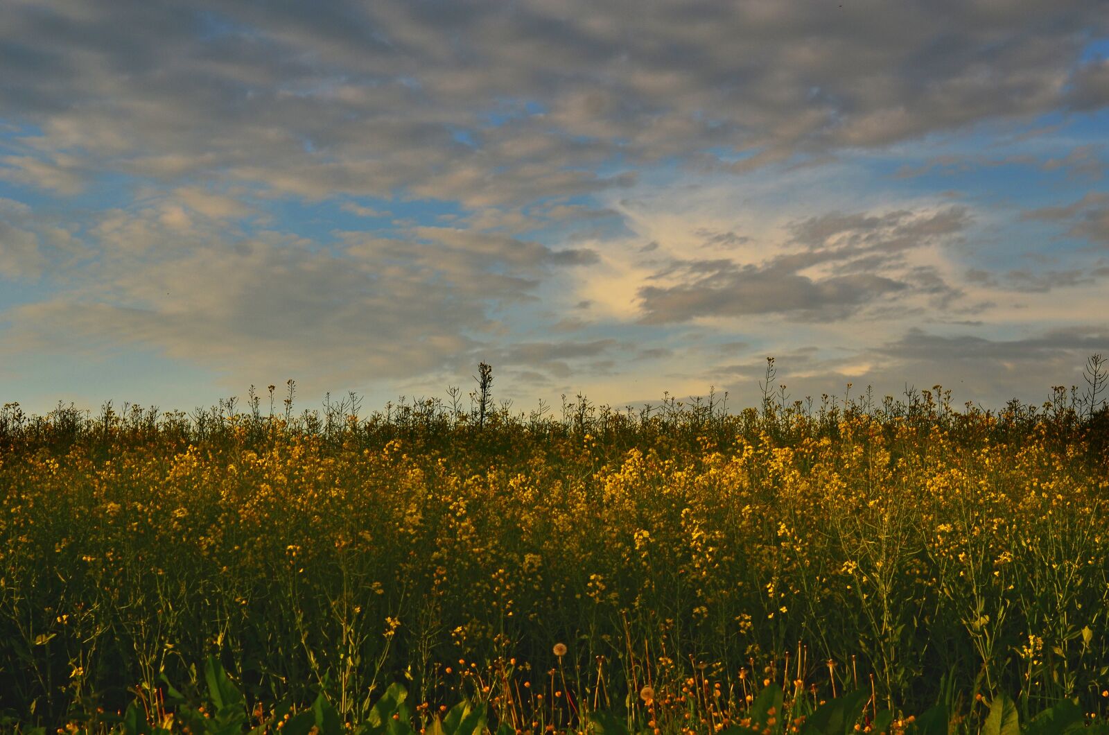 Nikon D7000 sample photo. Field, sky, landscape photography