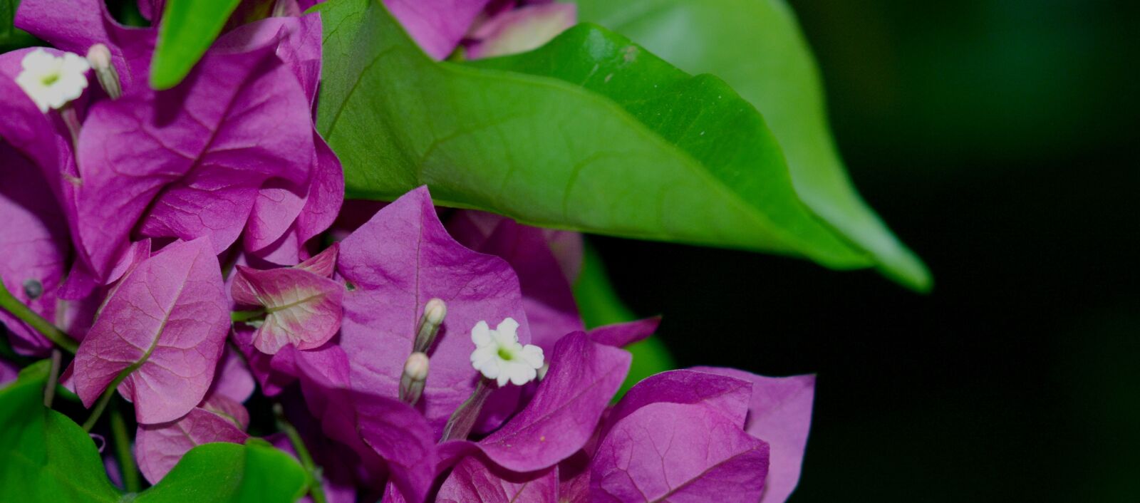 Nikon D7100 sample photo. Tropical flower, bougainvillea, hedgerow photography