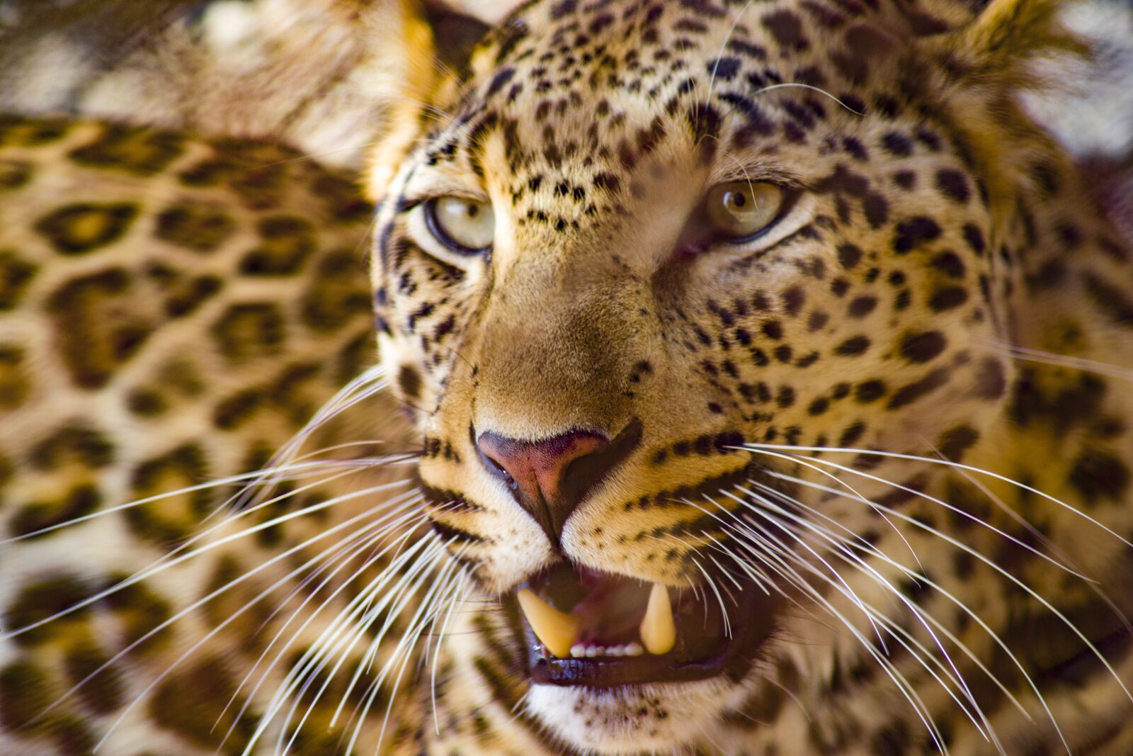 Nikon D3100 sample photo. Leopard, animal, wildlife photography