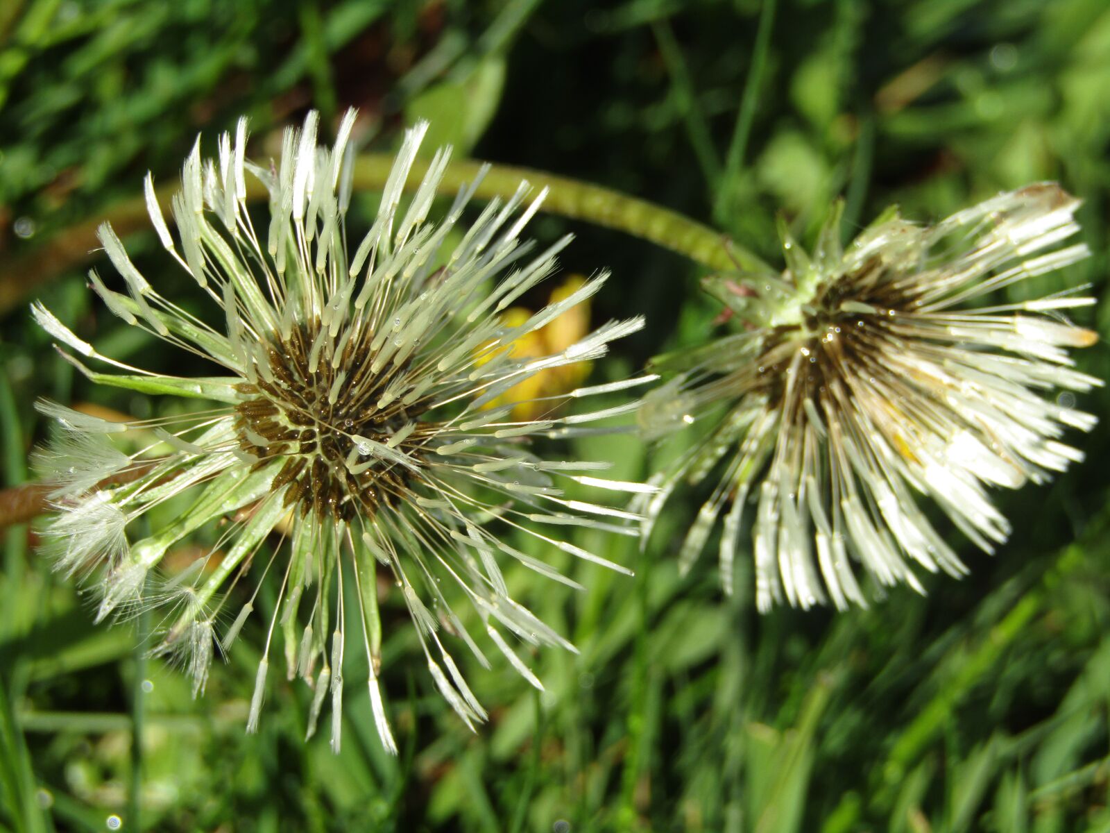 Canon POWERSHOT SX432 IS sample photo. Dandelion, wet, rain photography