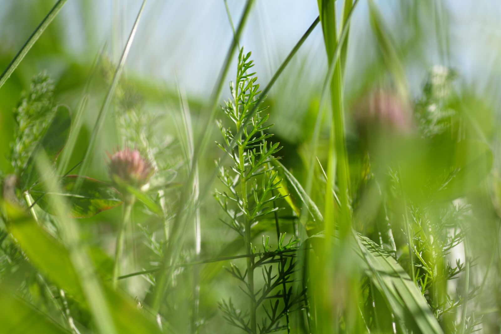 Canon EOS 50D sample photo. Grass, field, meadow photography