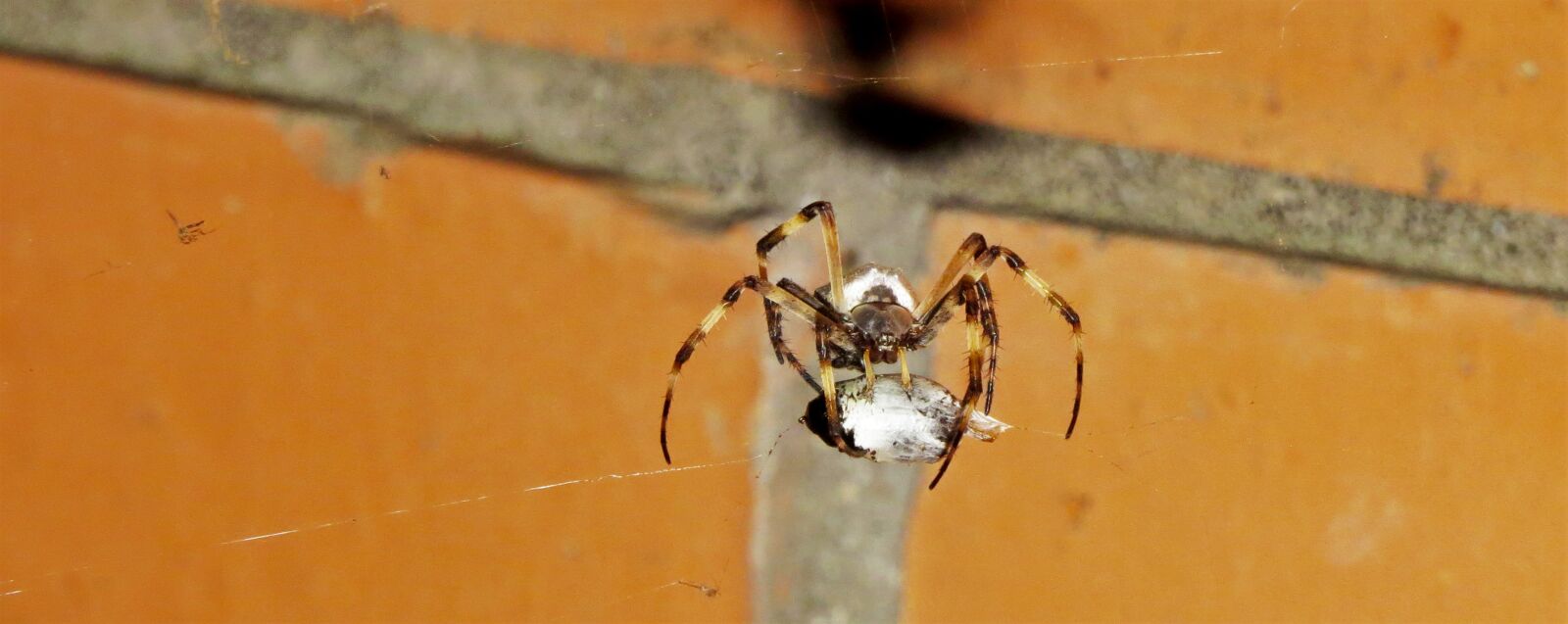 Canon PowerShot SX50 HS sample photo. Nature, insect, web photography