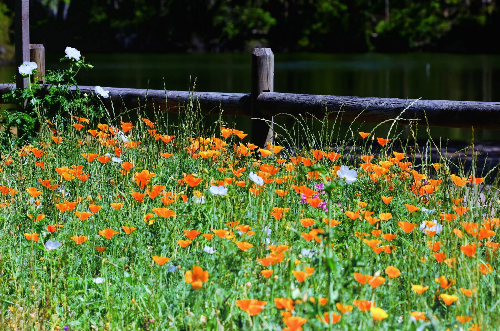 Nikon D7200 sample photo. Poppies, wildflowers, orange photography