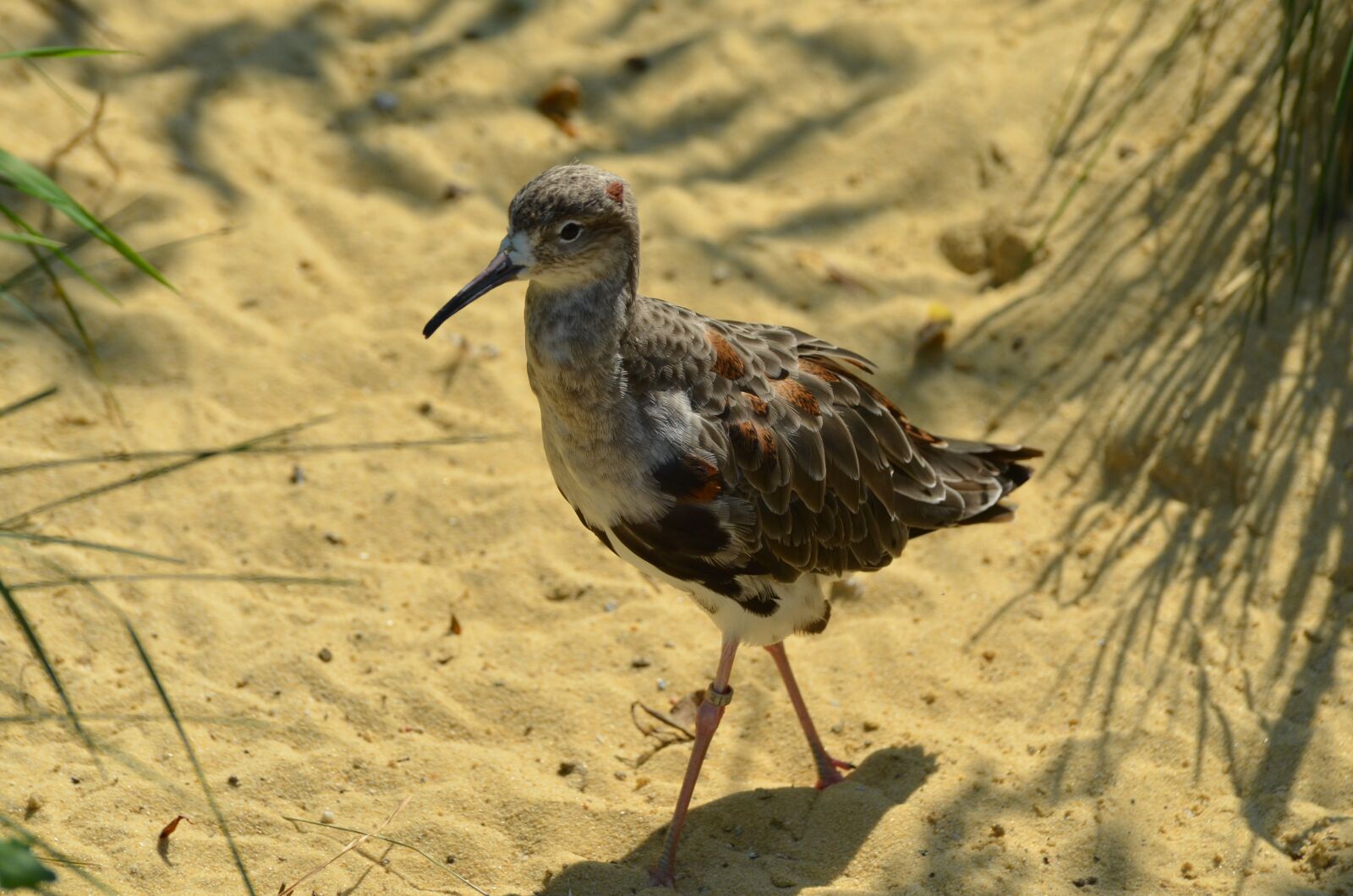 Nikon D5100 sample photo. Battle runner, beach, microdrile photography