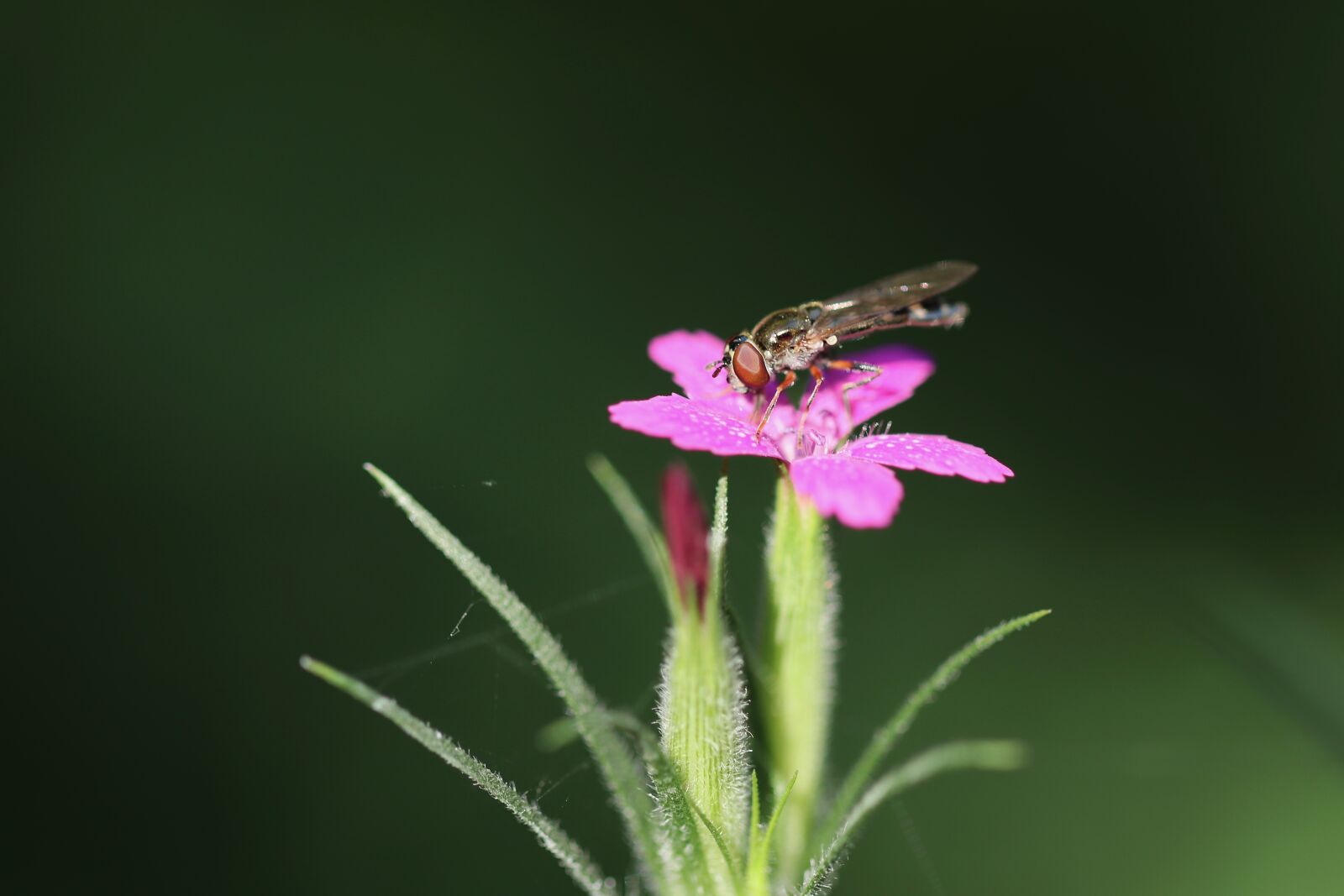 Canon EOS 800D (EOS Rebel T7i / EOS Kiss X9i) sample photo. Tufts elke, dianthus ameria photography