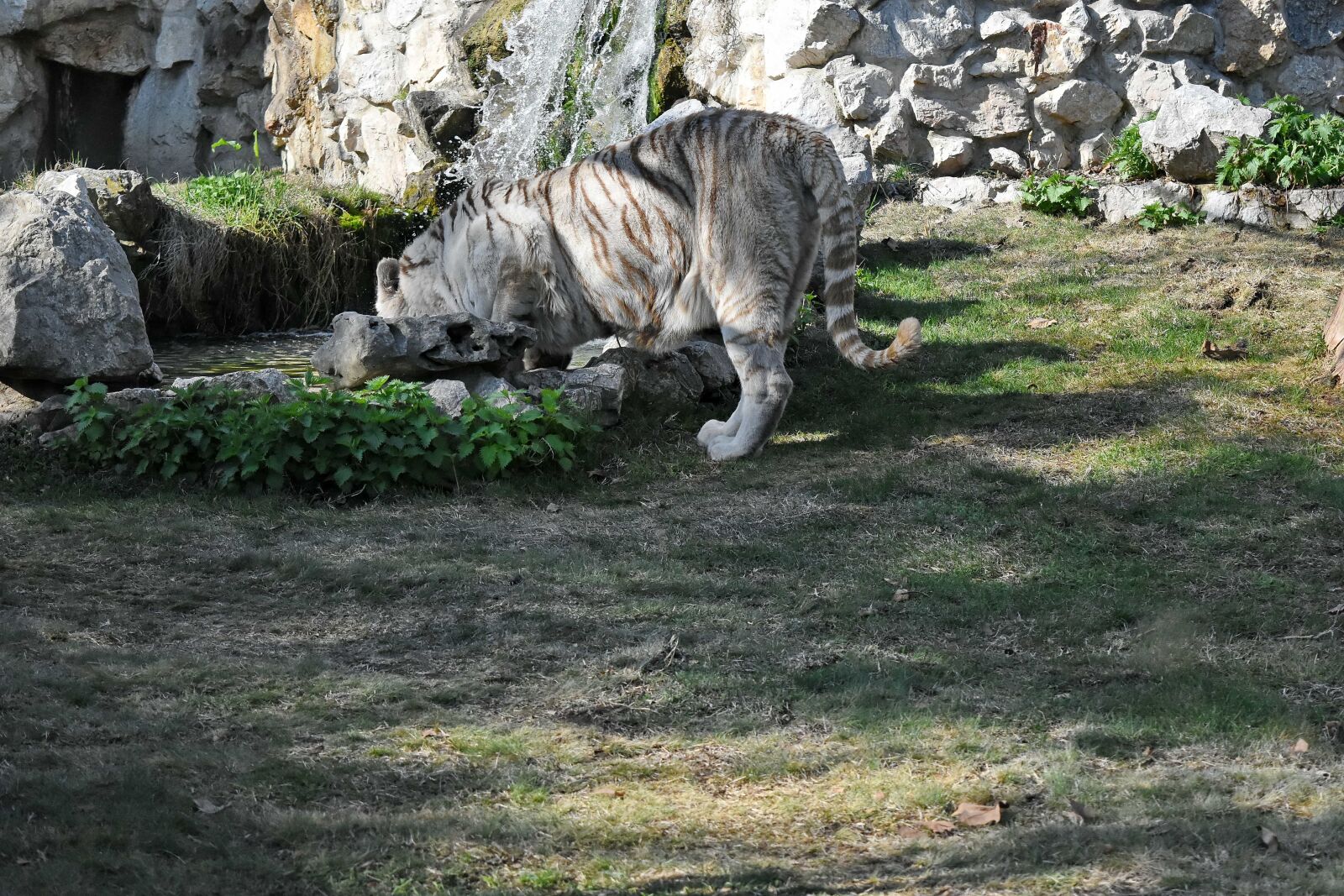 Nikon D5500 sample photo. Albino, bengal, wilderness, wildlife photography