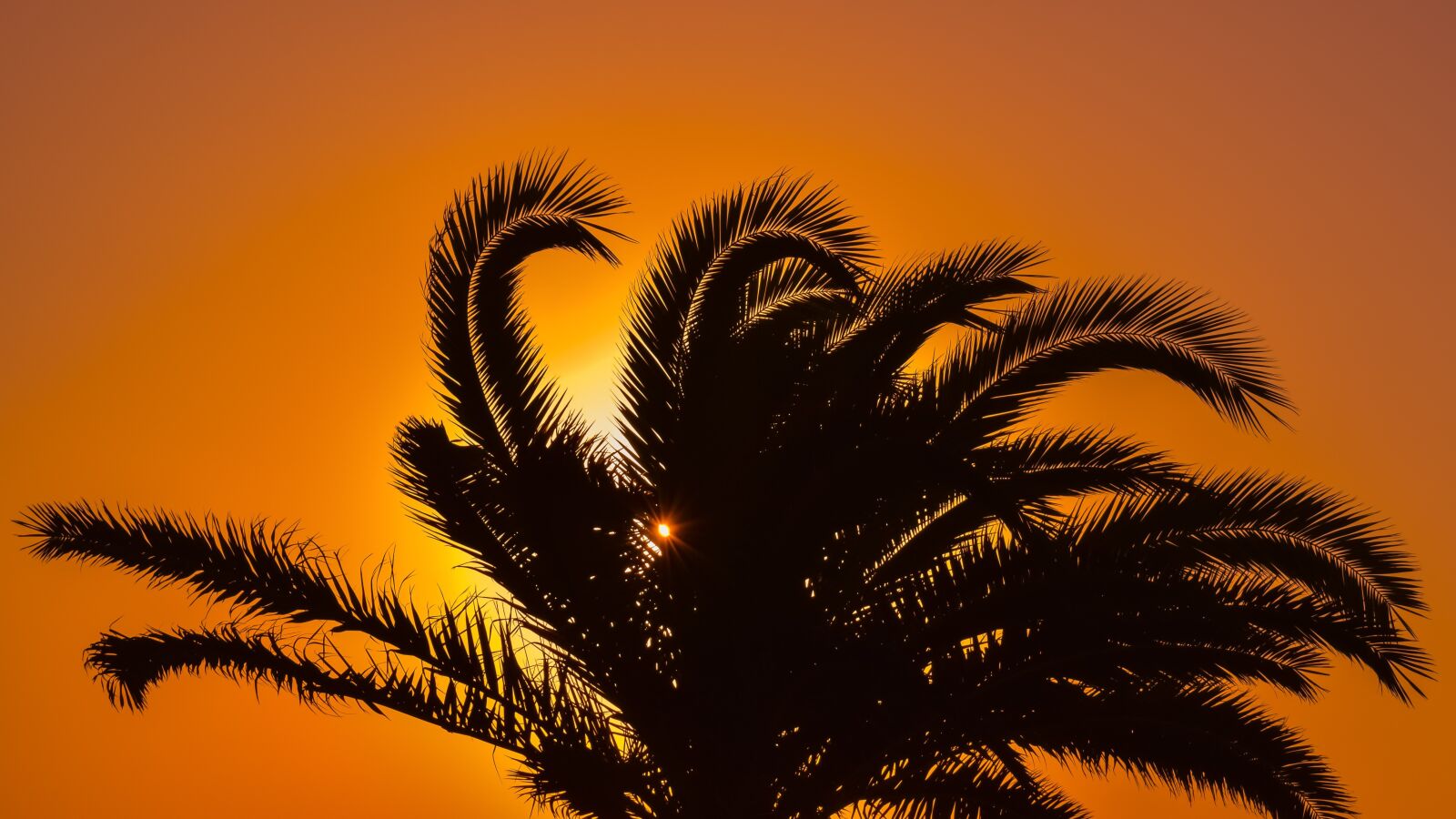 Nikon D3300 sample photo. Palm tree, sunset, sunlight photography